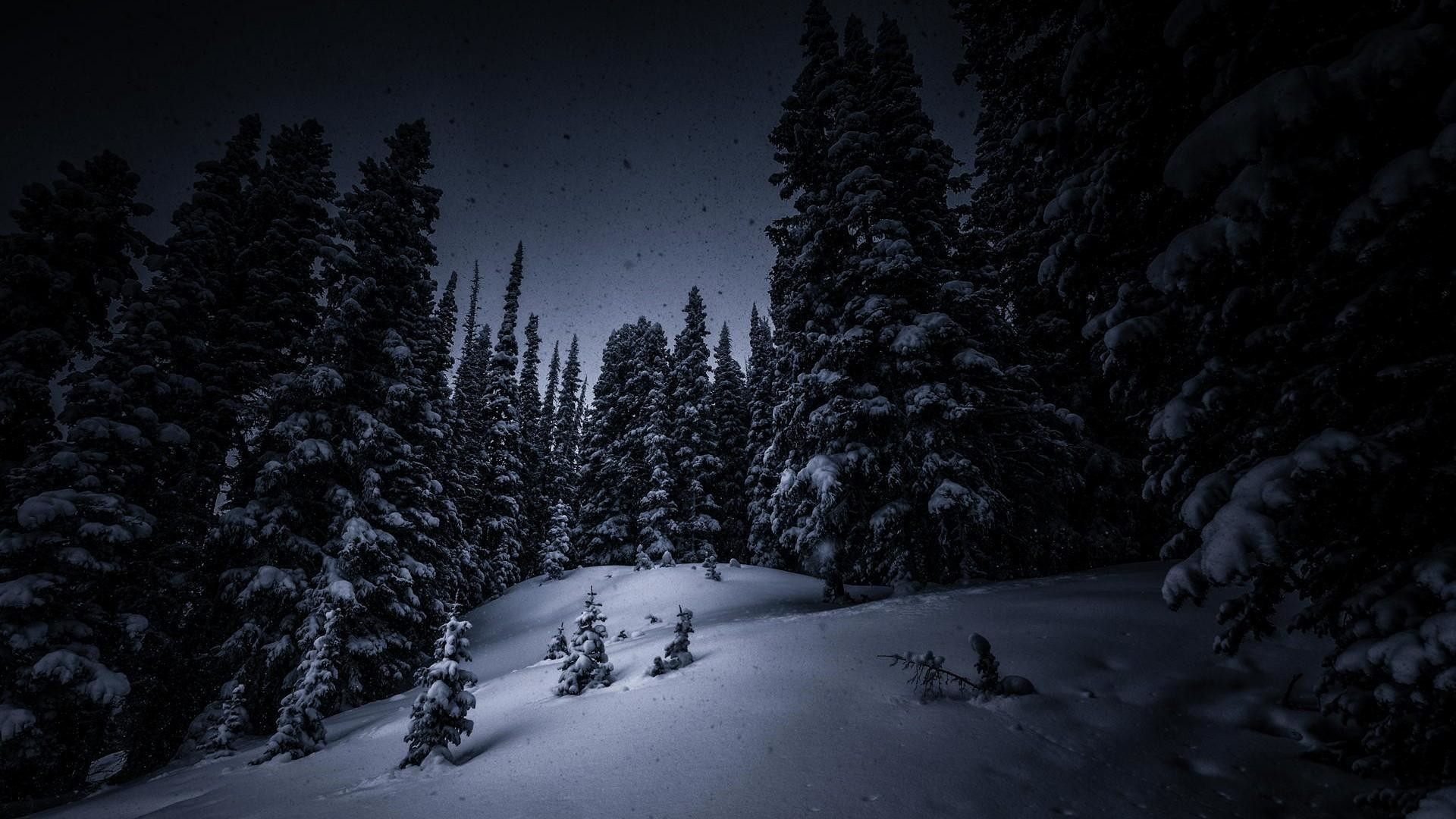 Hd Dark Woods Picture - Снег В Лесу Ночью , HD Wallpaper & Backgrounds