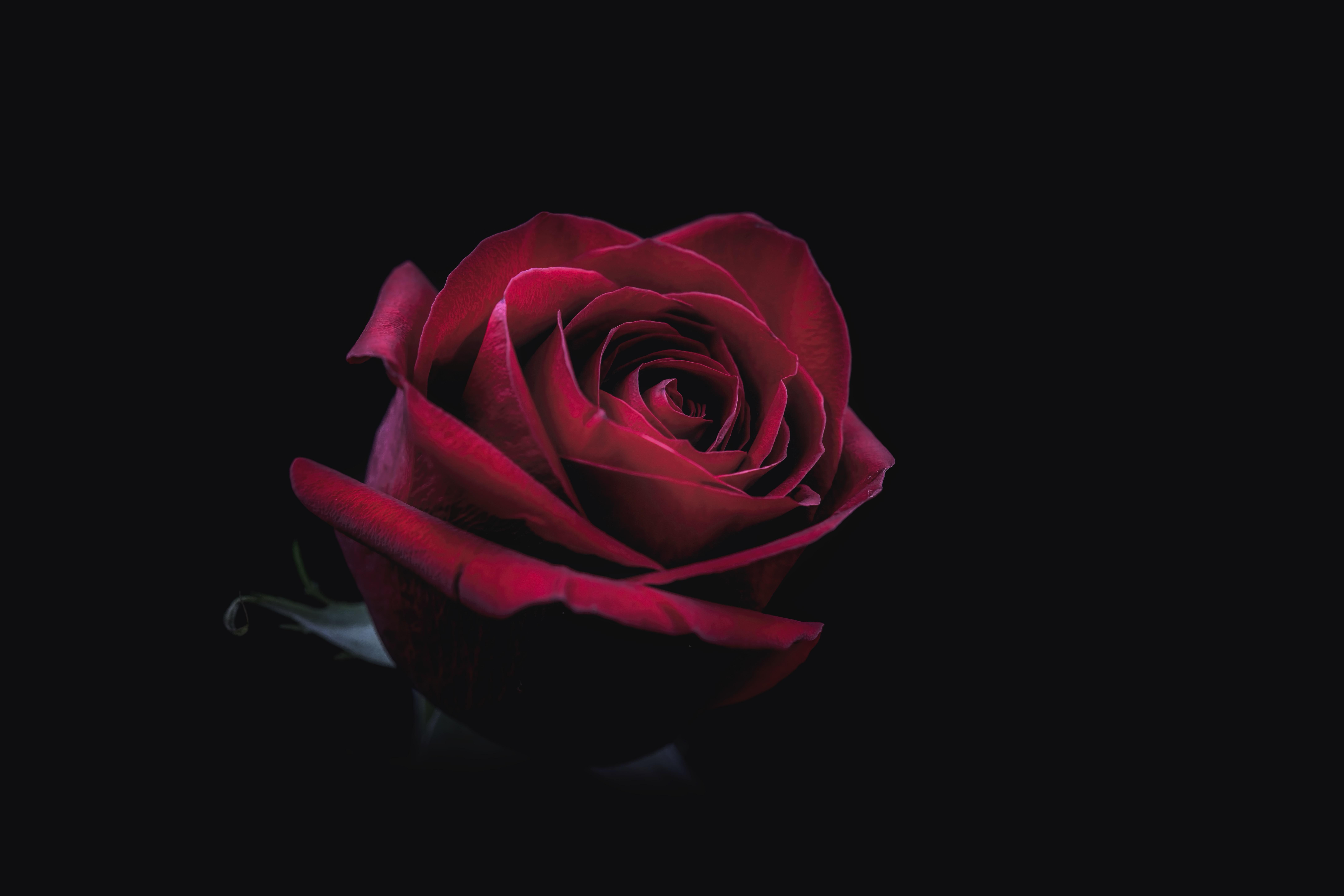 Rose, Bud, Red, Dark, Close-up - Iphone Xs Max Wallpaper Rose , HD Wallpaper & Backgrounds