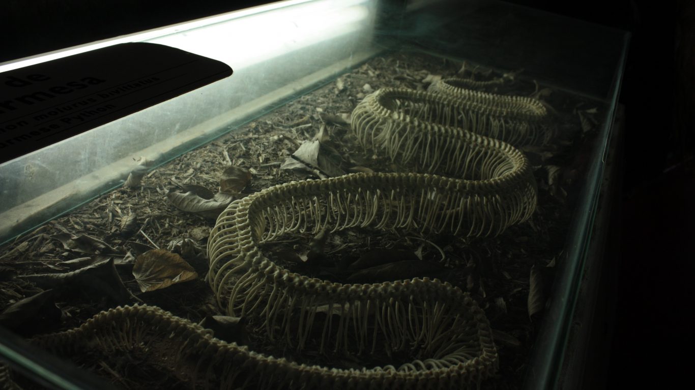 Photograph Bone Esqueleto Zoo Cobra Snake Background - Serpent , HD Wallpaper & Backgrounds