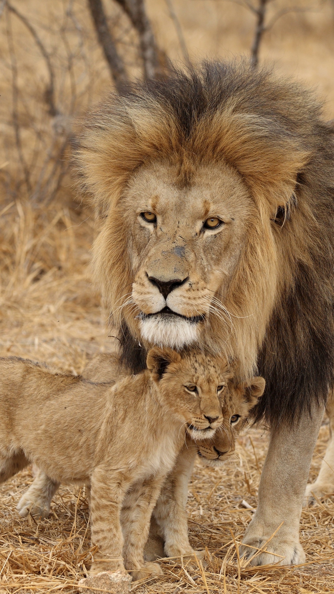 Even The King Of The Jungle Has To - Male Lion And Family , HD Wallpaper & Backgrounds