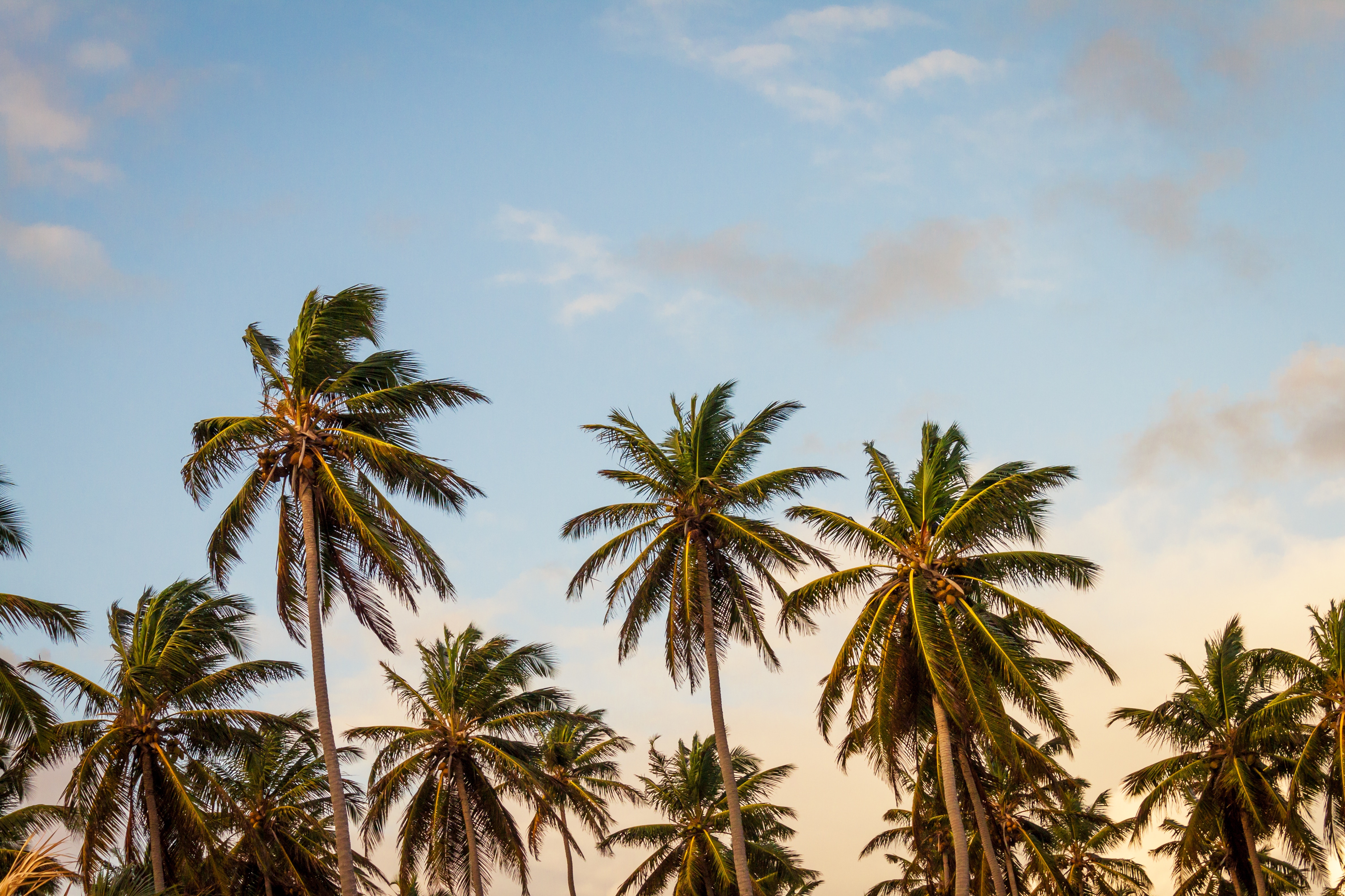 Newport Beach Palm Tree , HD Wallpaper & Backgrounds