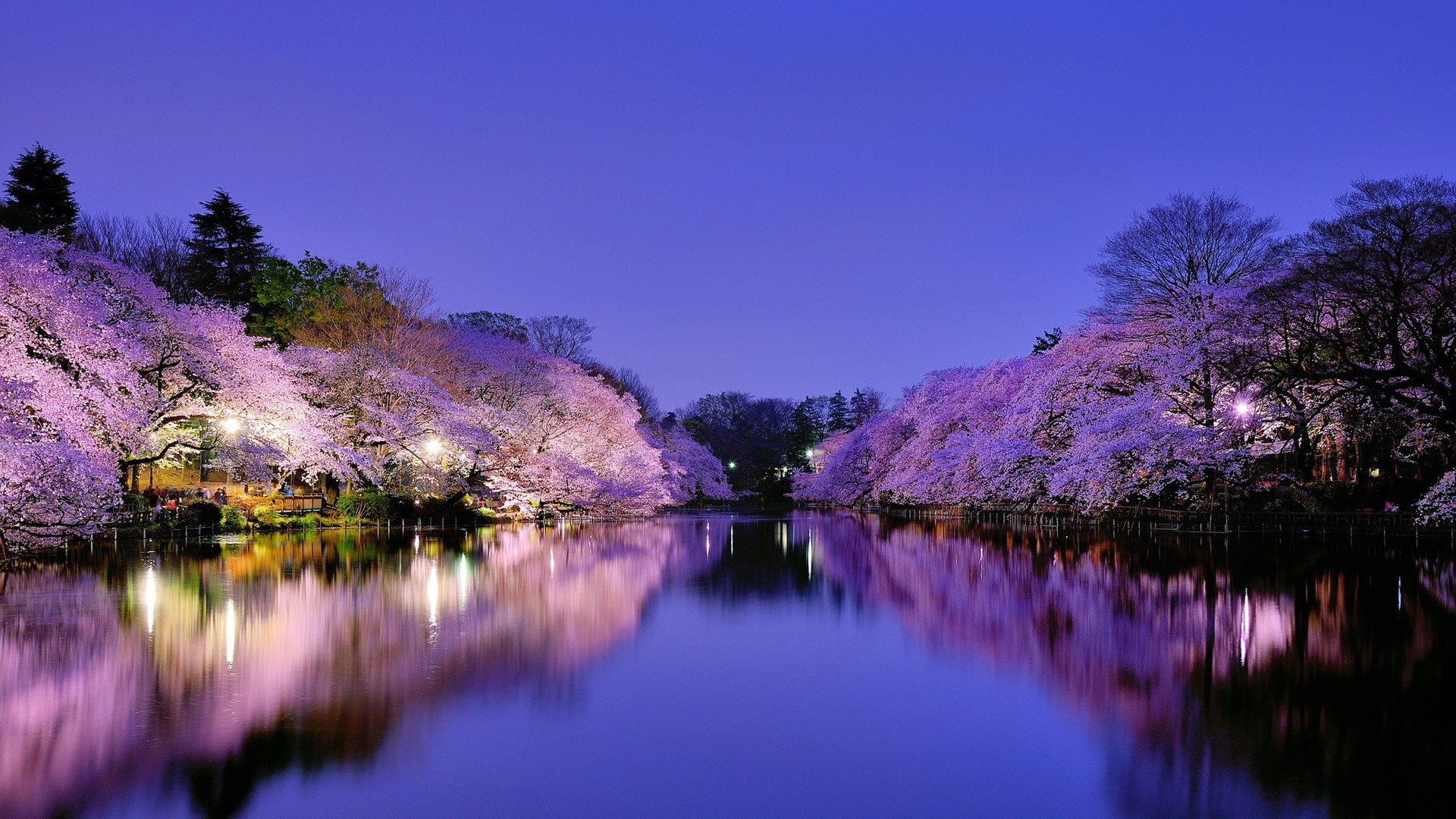 Load 26 More Imagesgrid View - Cherry Blossom River Background , HD Wallpaper & Backgrounds
