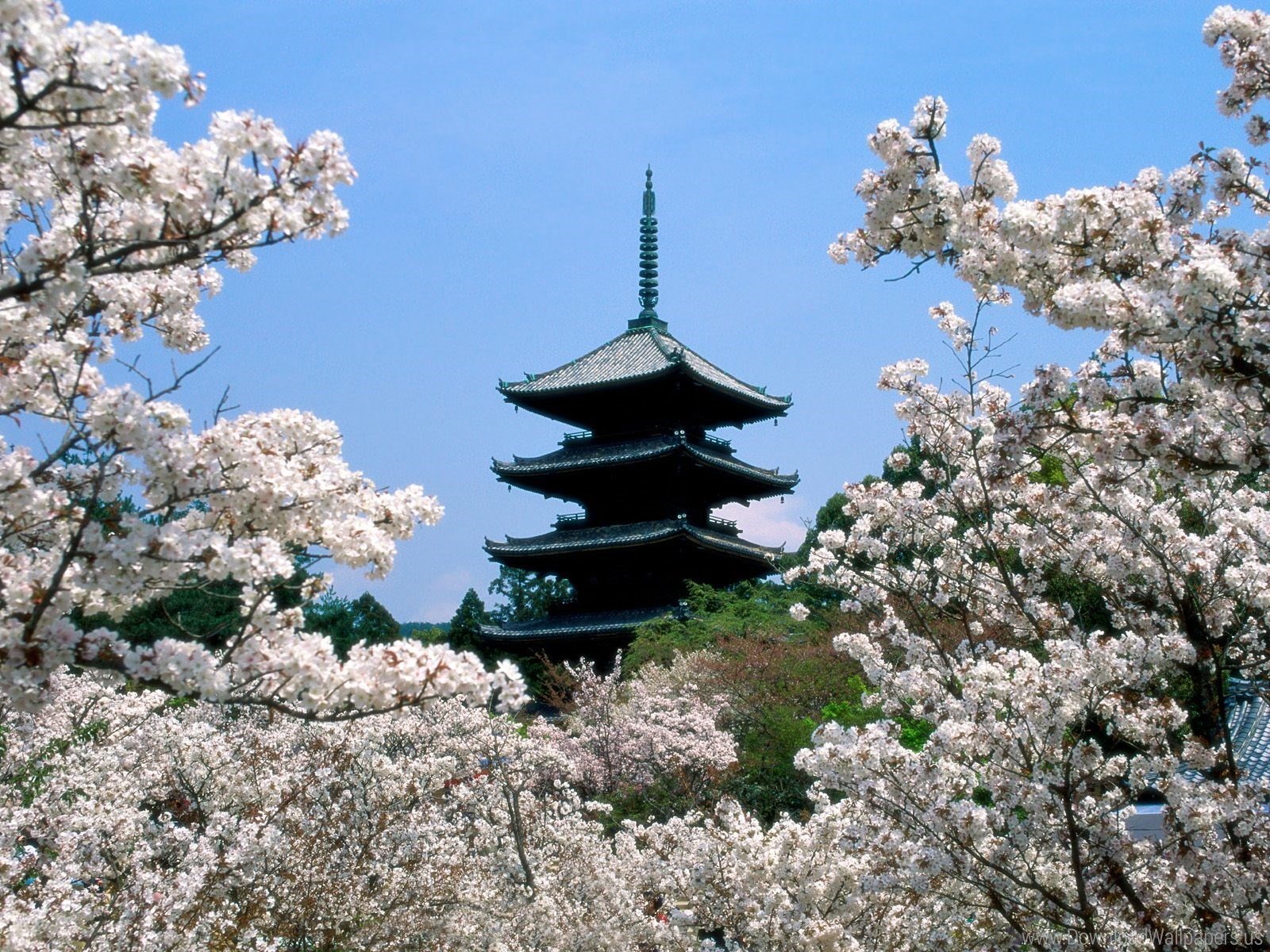 Download Original Size - Cherry Blossom Japan Building , HD Wallpaper & Backgrounds