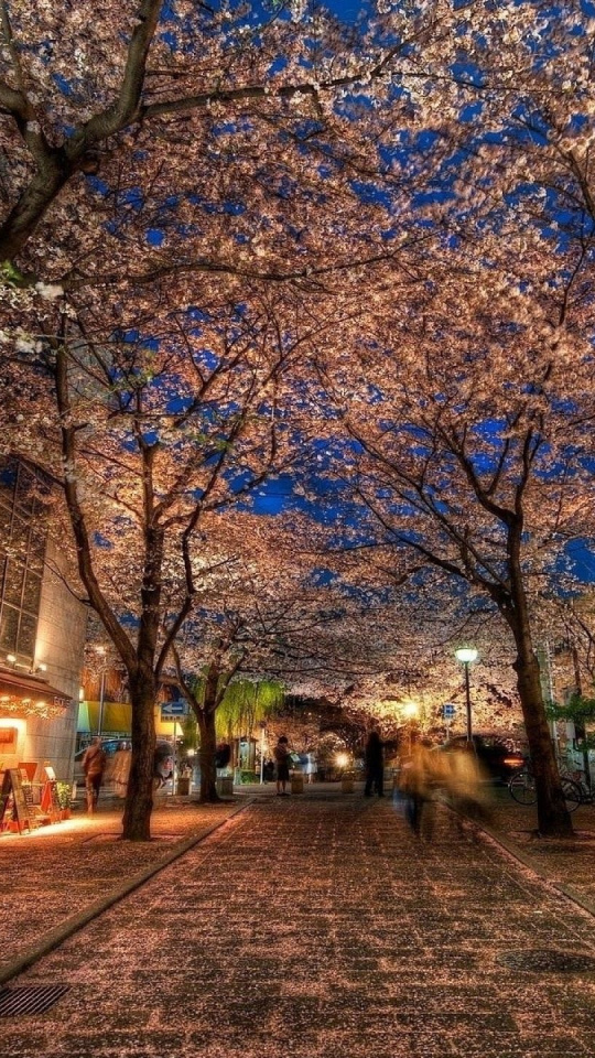Cherry Blossom, Evening, Hanami, Spring, Kyoto Wallpaper - Cherry Blossom In The City , HD Wallpaper & Backgrounds