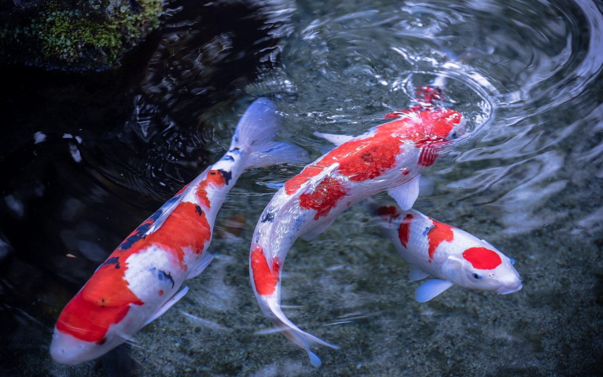 Ikan Hias Dari Jepang Download Wallpaper Gambar Ikan - Koi Fish Hd , HD Wallpaper & Backgrounds