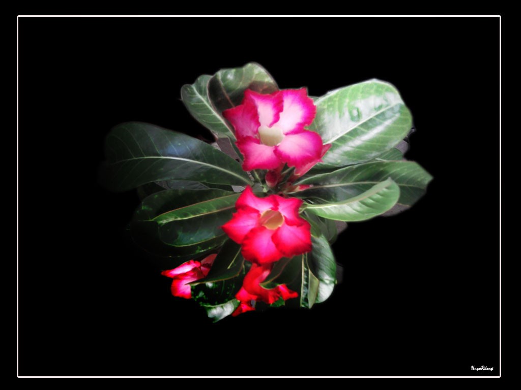 Adenium Pink Kamboja Jepang Flower Abstract Wallpapers - Desert Rose , HD Wallpaper & Backgrounds
