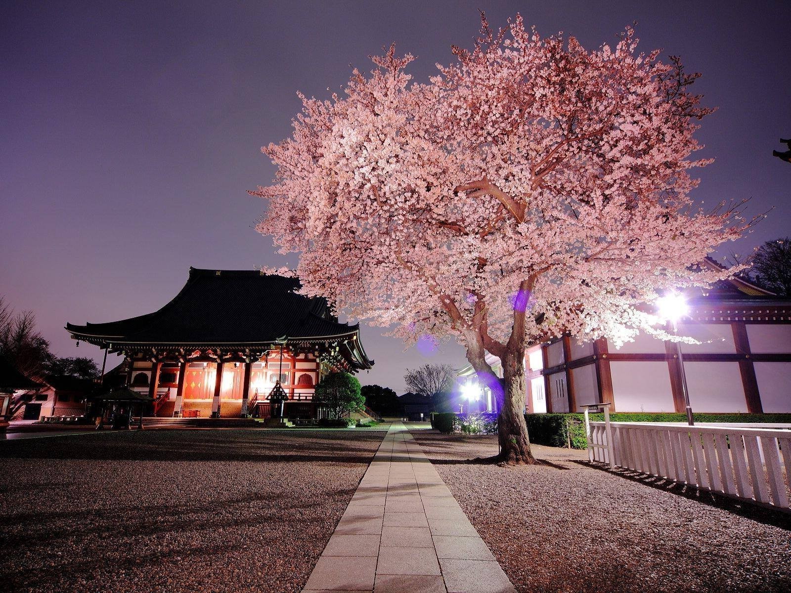 Nature Japan Cherry Blossom Wallpaper And Background - Japan Cherry Blossom Hd , HD Wallpaper & Backgrounds