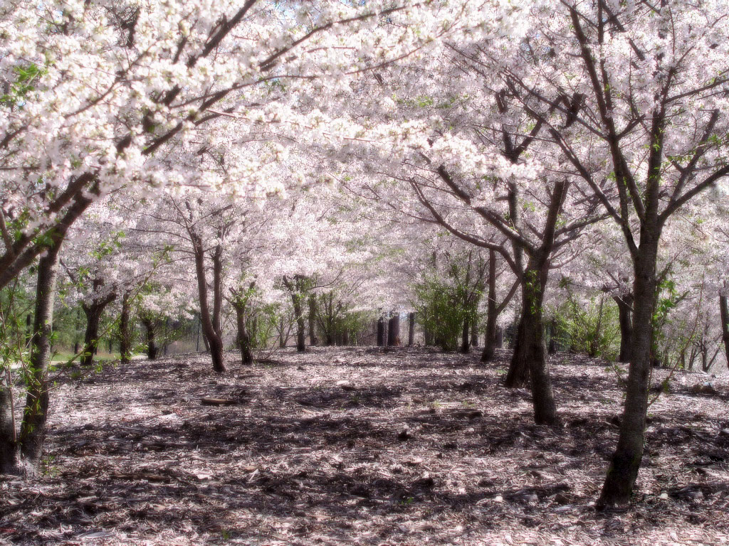 Cherry Blossom - Horse Under Cherry Blossom , HD Wallpaper & Backgrounds