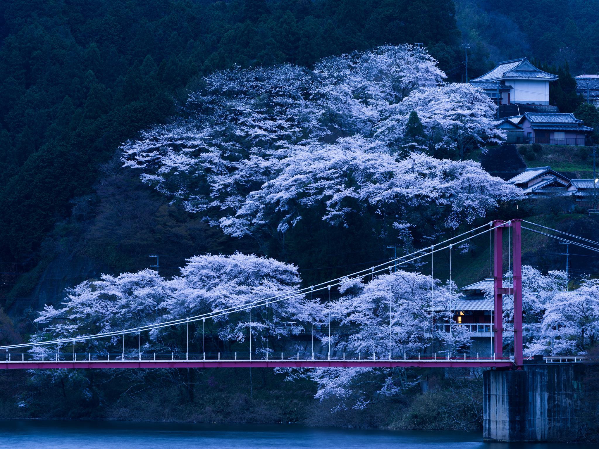 Jepang, Jembatan, Sakura, Malam - Cherry Blossom Background 4k , HD Wallpaper & Backgrounds