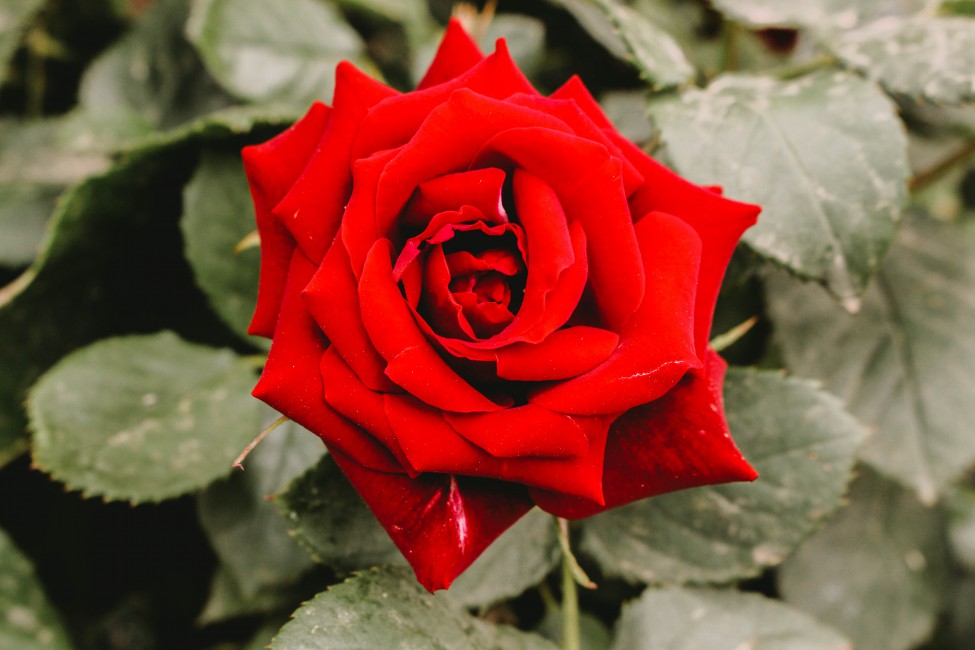 Closeup Photography Of Red Rose Flower - Beautiful Flower Pic Jpg , HD Wallpaper & Backgrounds