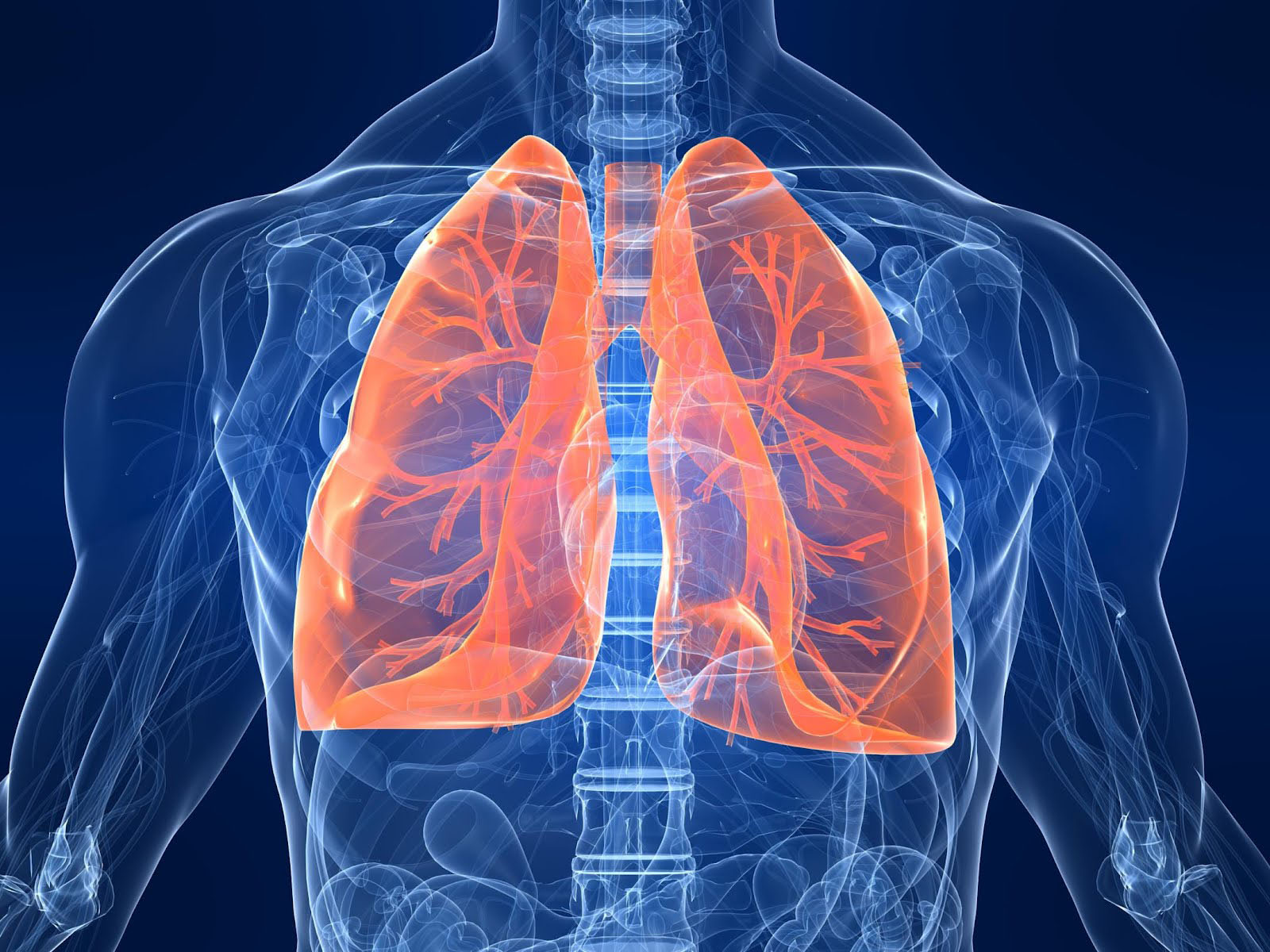 A Piece Of Knowledge Regarding Health- Rheumatoid Lungs - Increased Strength Of Respiratory Muscles , HD Wallpaper & Backgrounds