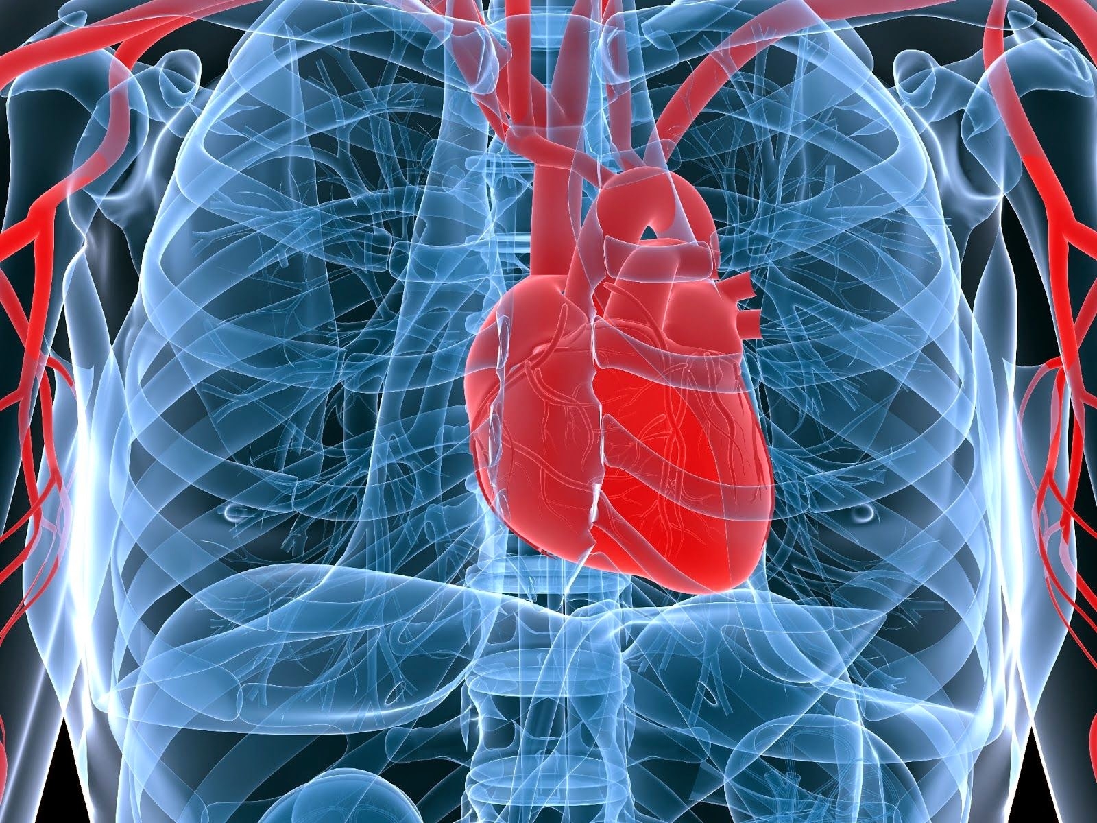 Human Lungs Biology Wallpaper - Heart And Bone Health , HD Wallpaper & Backgrounds