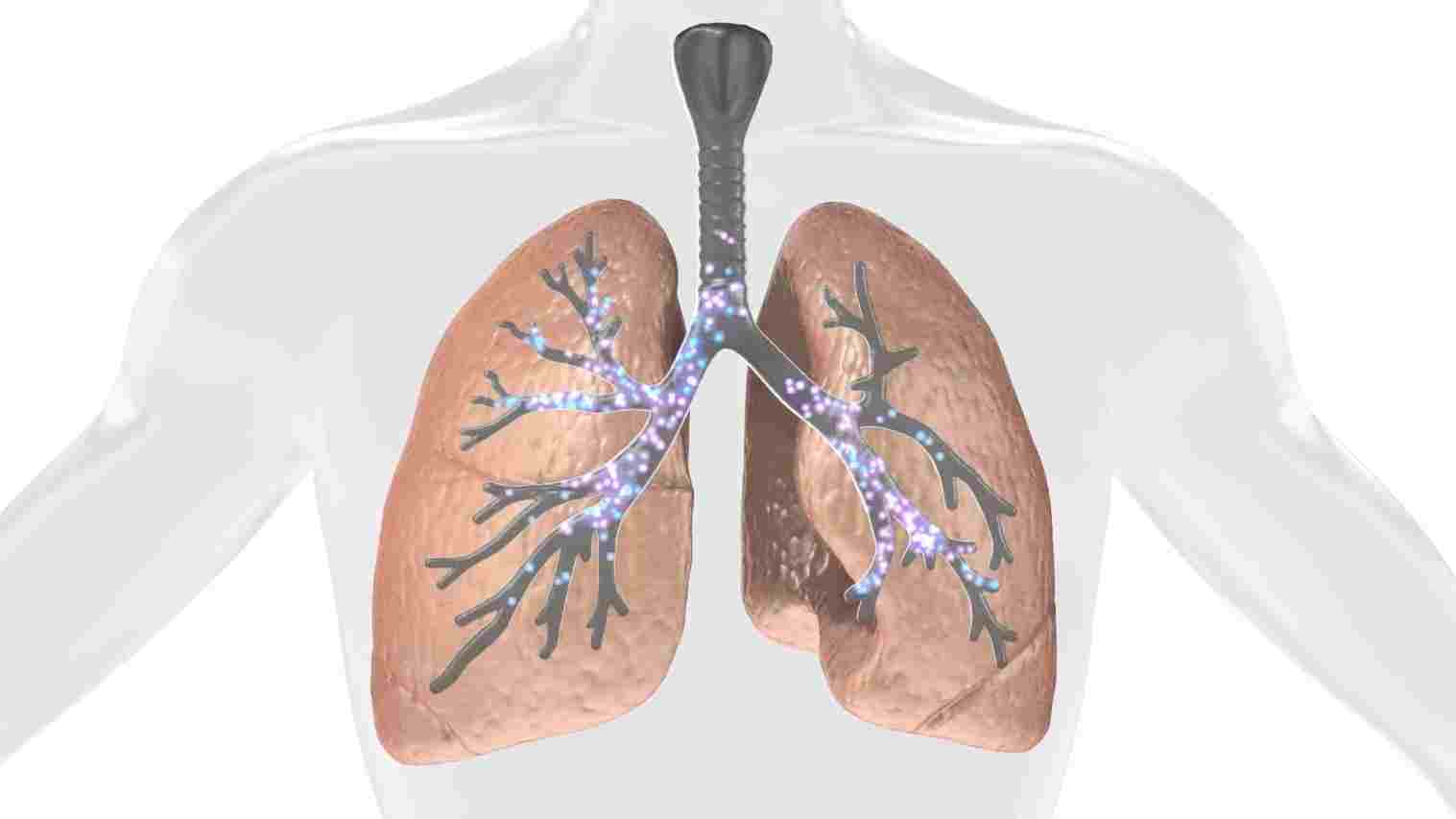 Related Posts For Human Human Lungs Wallpaper Lungs - Animated Lung , HD Wallpaper & Backgrounds