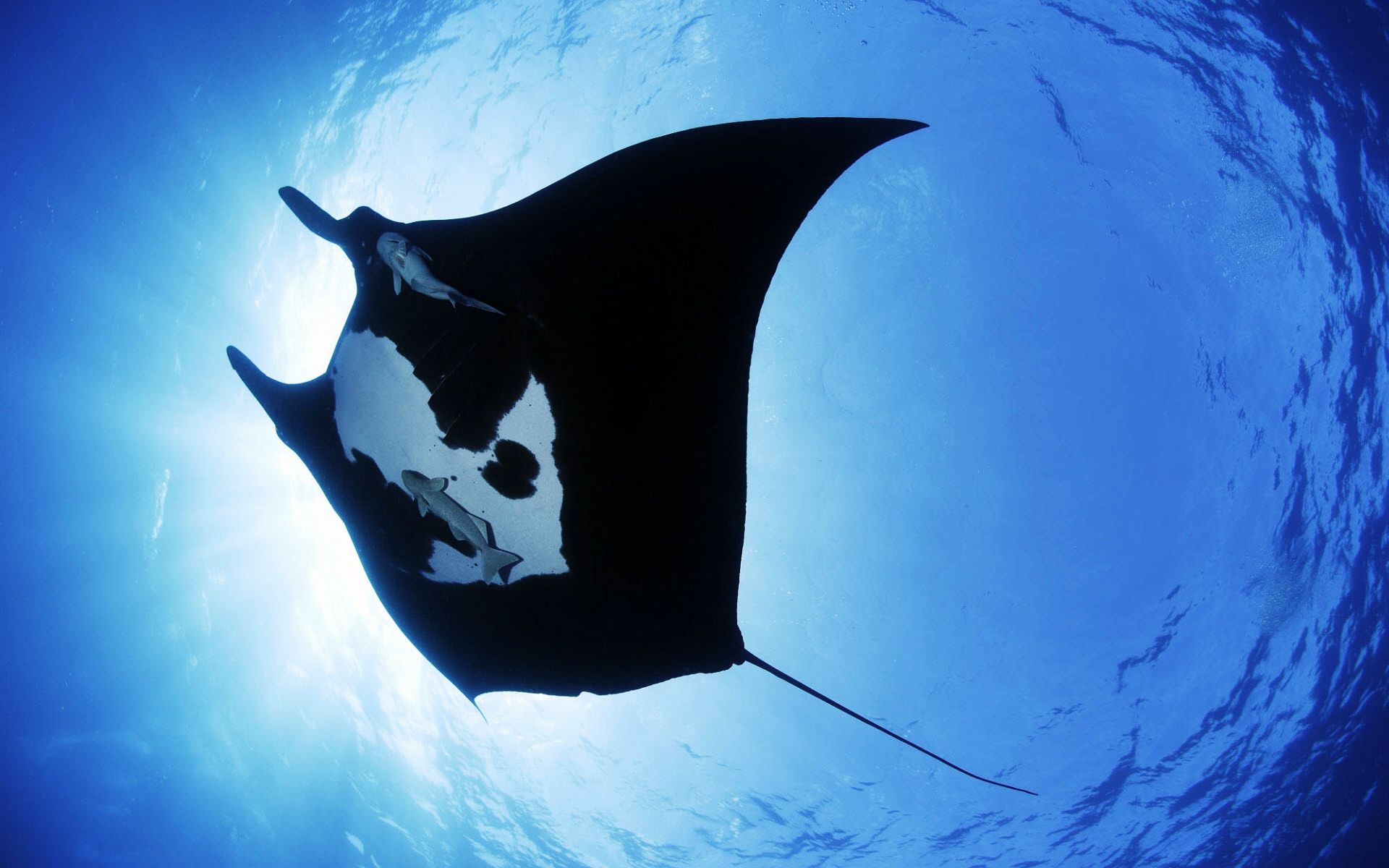 Manta Ray Sea Creature Wallpapers - Hd Manta Ray , HD Wallpaper & Backgrounds