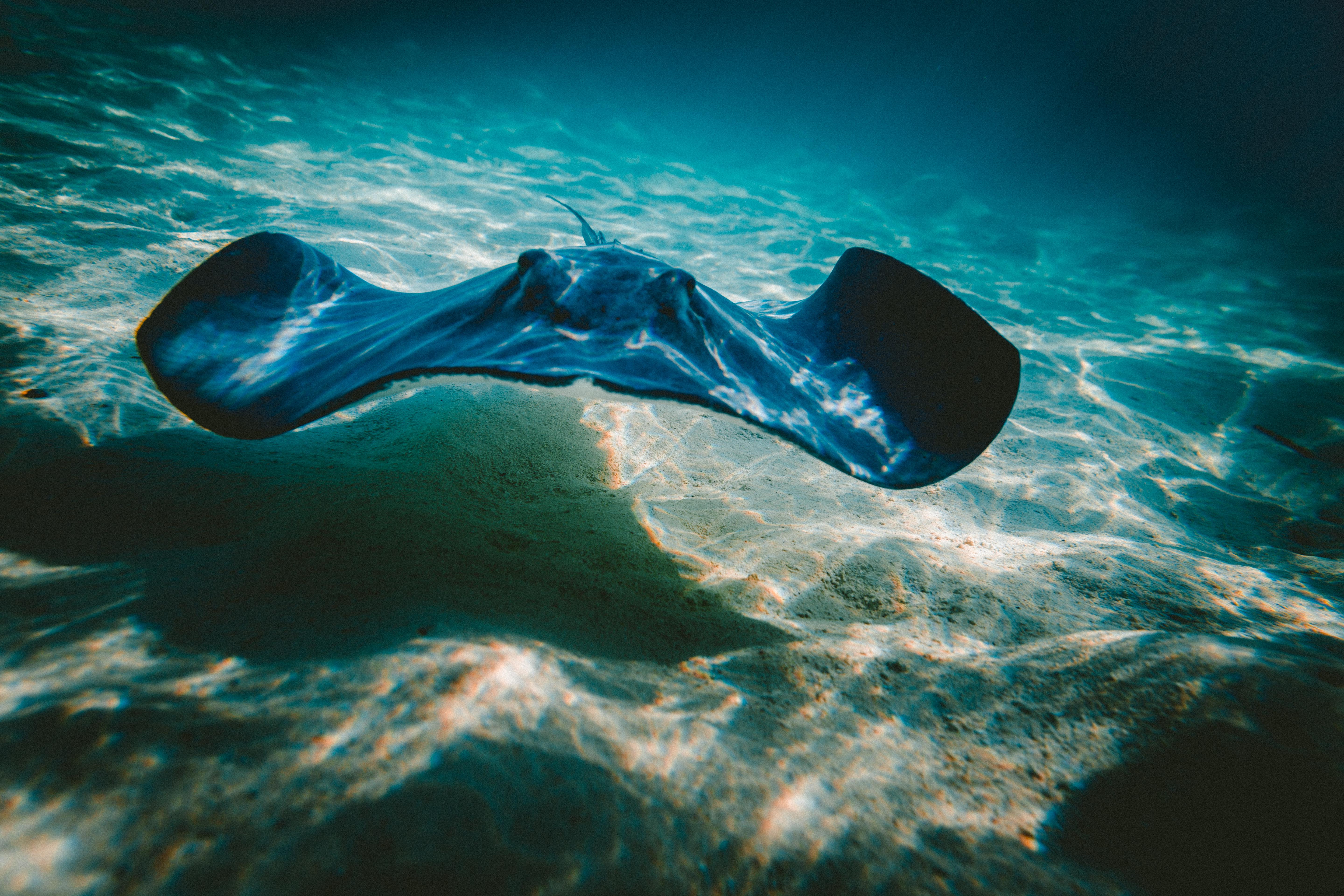 Underwater Shadow , HD Wallpaper & Backgrounds