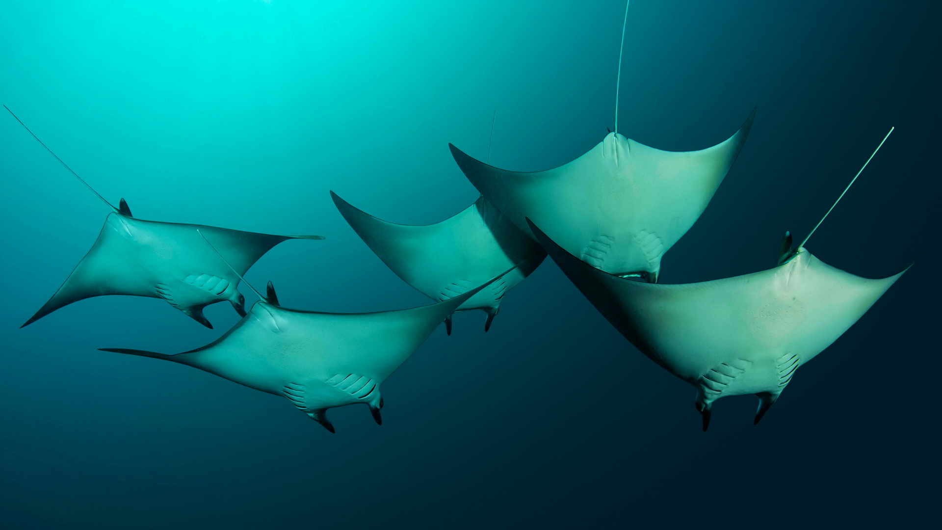 Mobile - Manta Rays , HD Wallpaper & Backgrounds