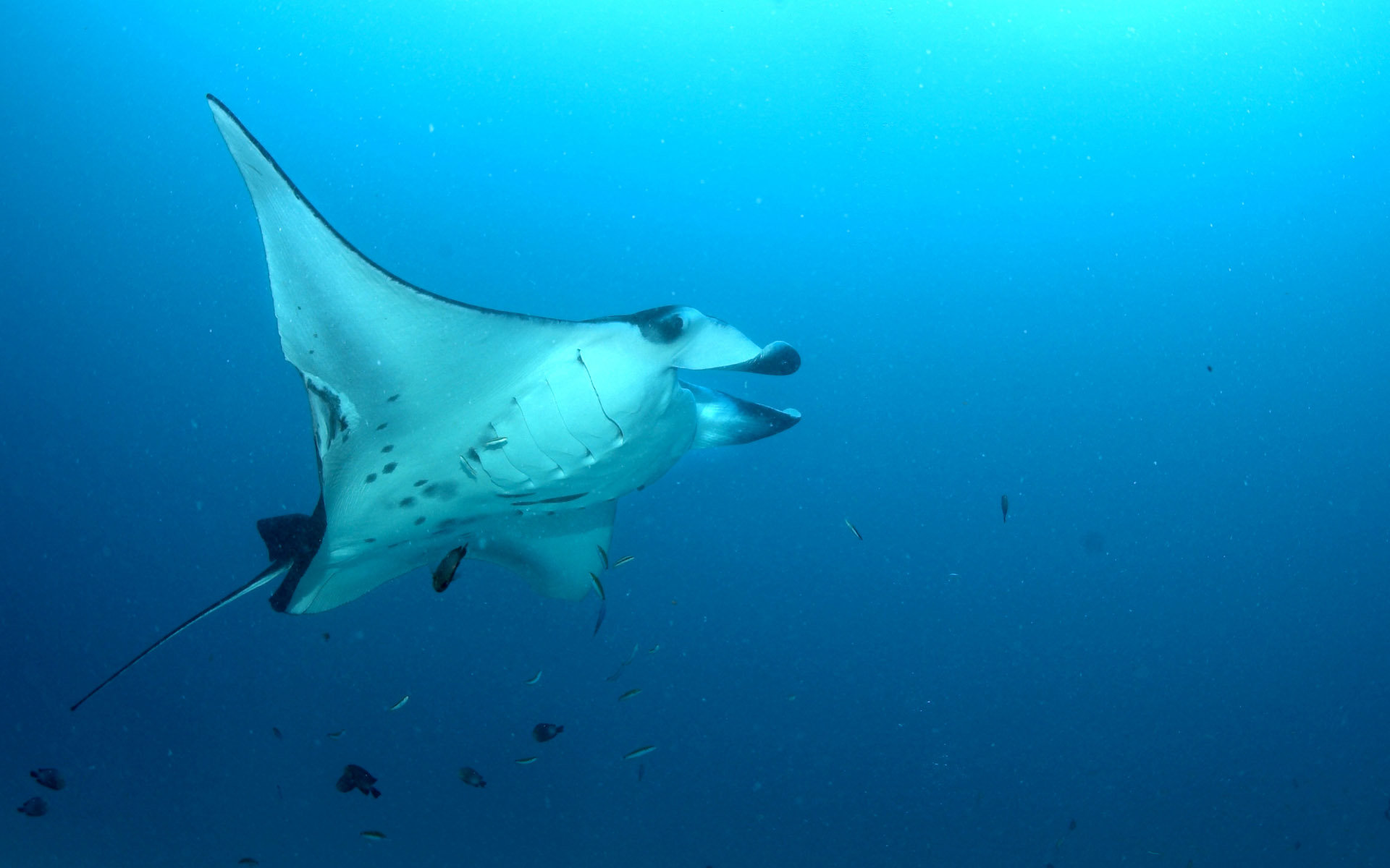 Awesome Manta Ray Free Background Id - Cool Stingray , HD Wallpaper & Backgrounds