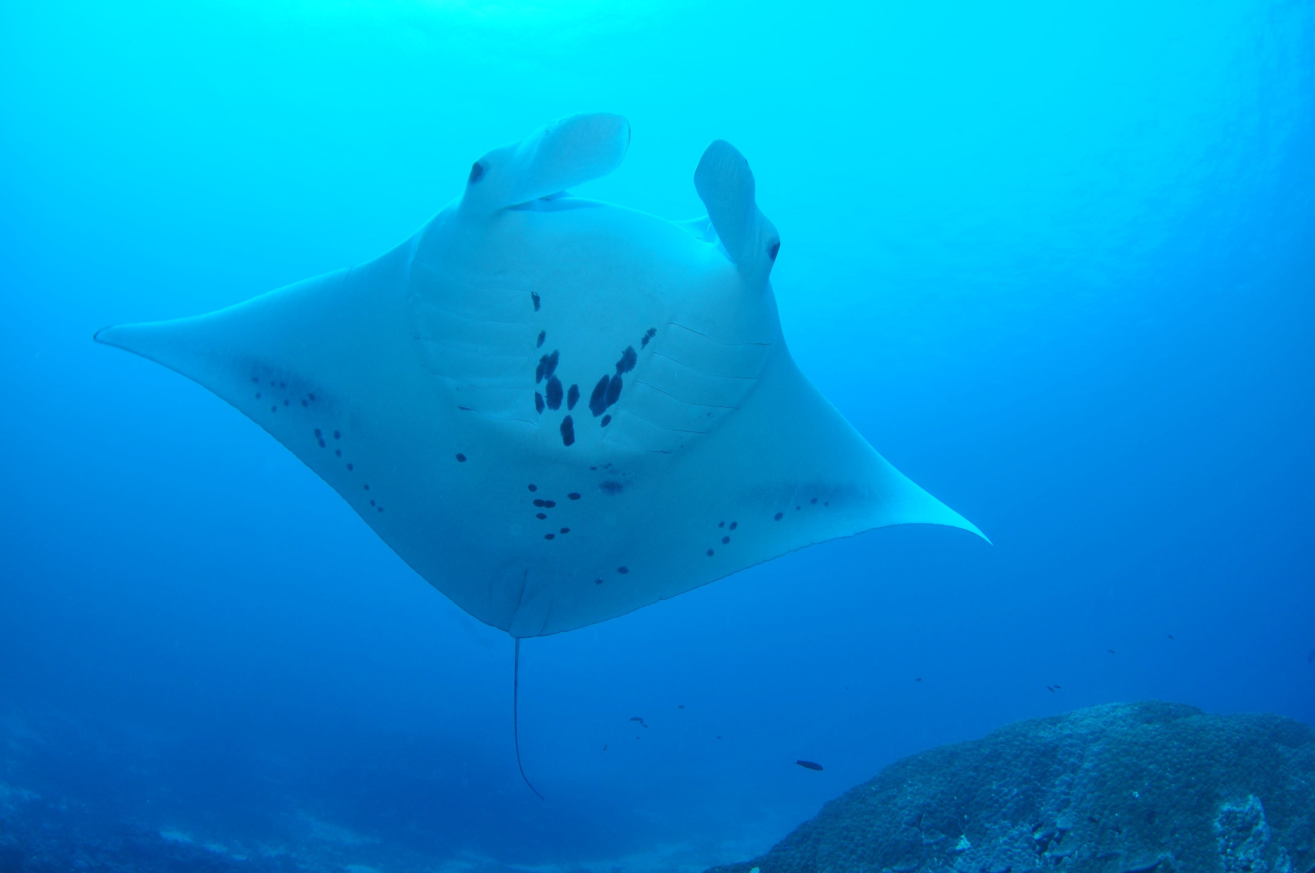 Manta Ray Bommie Dive Site - Manta Ray Heron Island , HD Wallpaper & Backgrounds