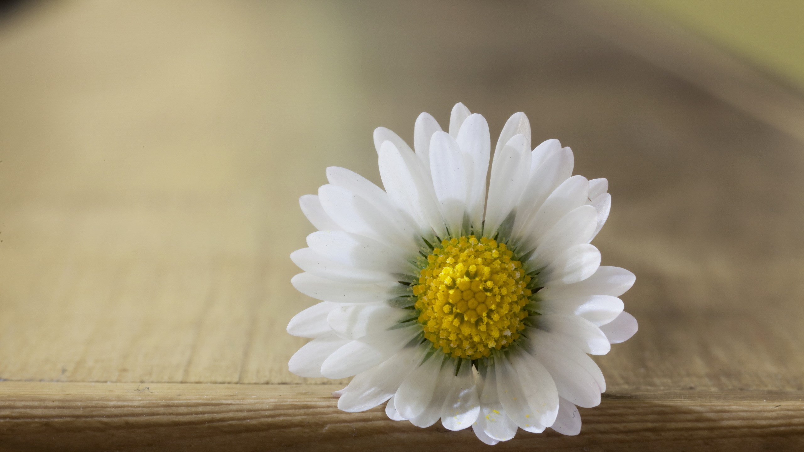 Flower Lock Screen Wallpaper - White Daisy Hd , HD Wallpaper & Backgrounds