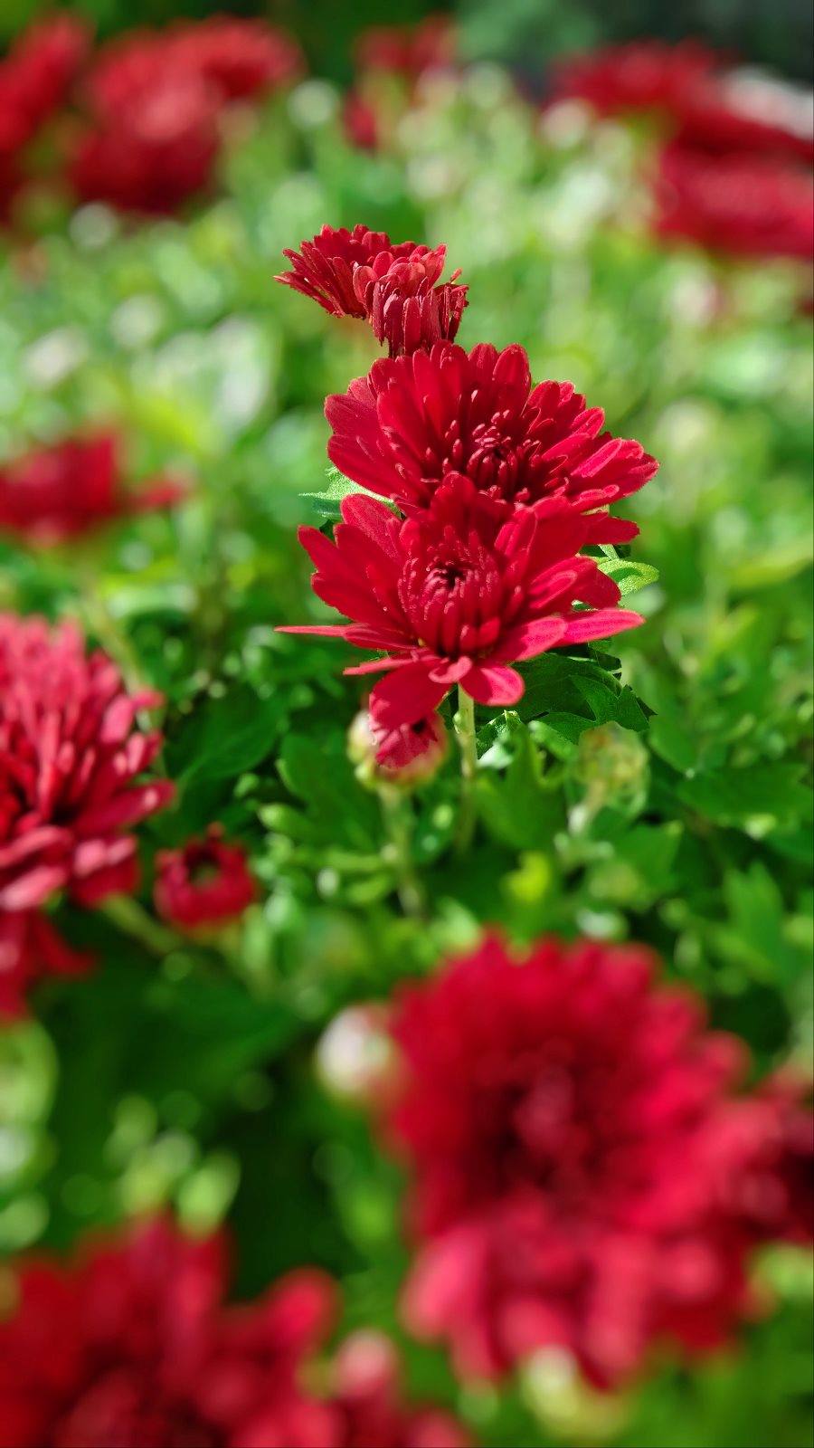 Wallpaper flower phone screen lock background mobile cell Lock Screen Wallpaper Flowers / Hd Wallpaper Flower Flora Nature Floral