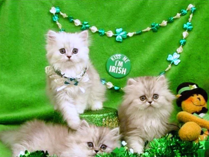 Fuzzy Leprechaun Wallpaper - St Patricks Day Cat , HD Wallpaper & Backgrounds