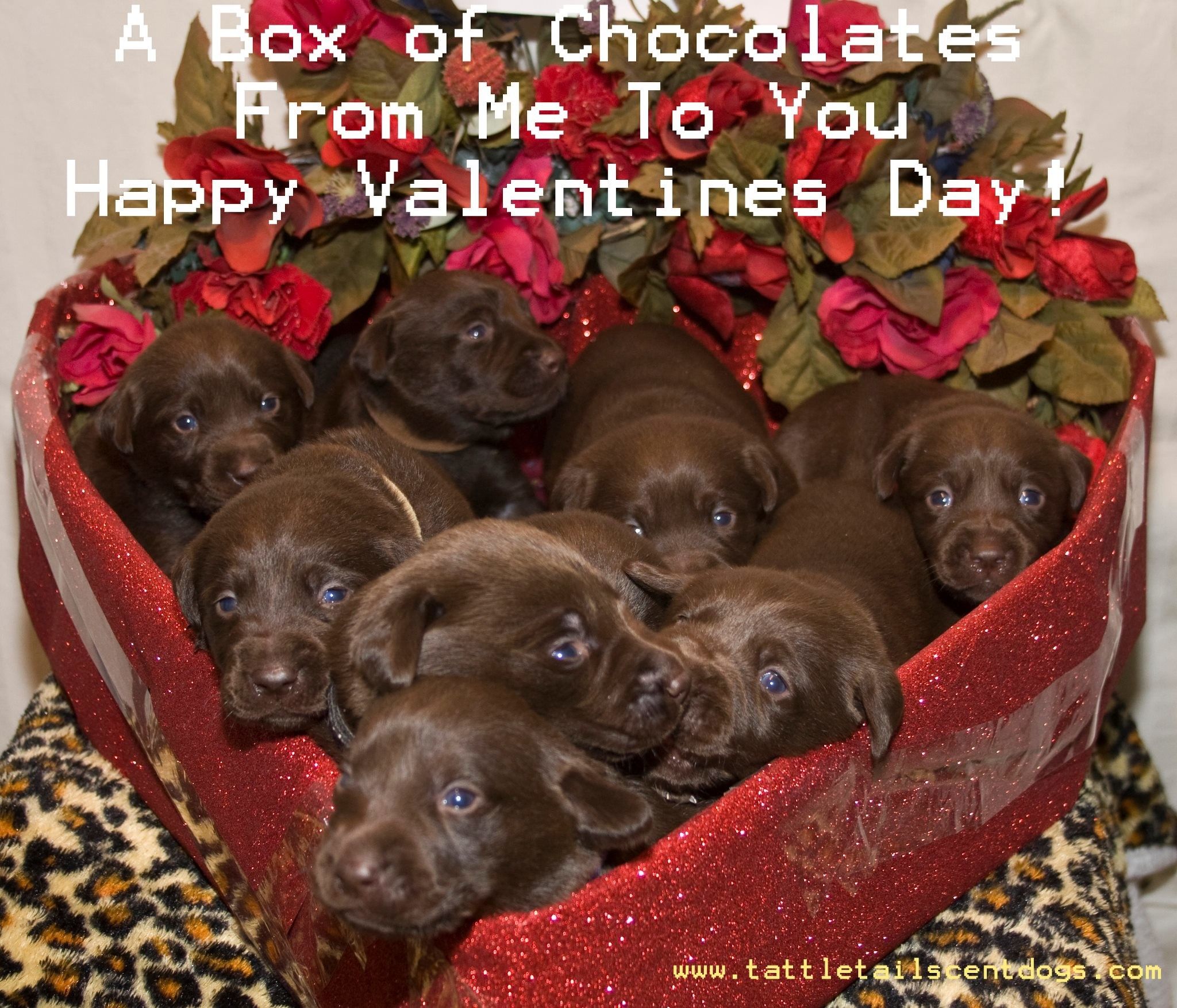 Happy Valentines Day Puppy , HD Wallpaper & Backgrounds