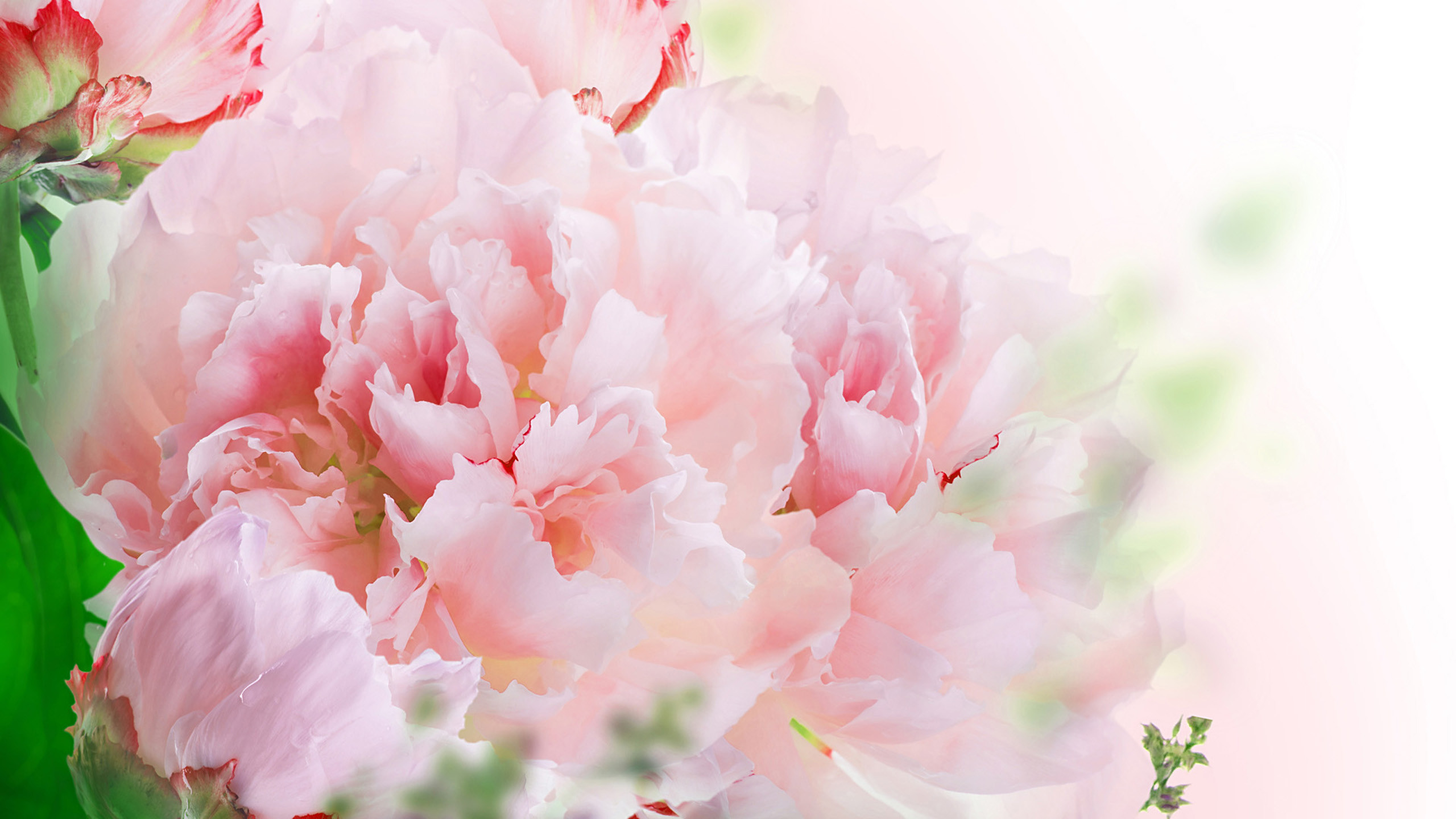 Carnations Wallpapers 20 - Carnation Flower Wallpaper Hd , HD Wallpaper & Backgrounds