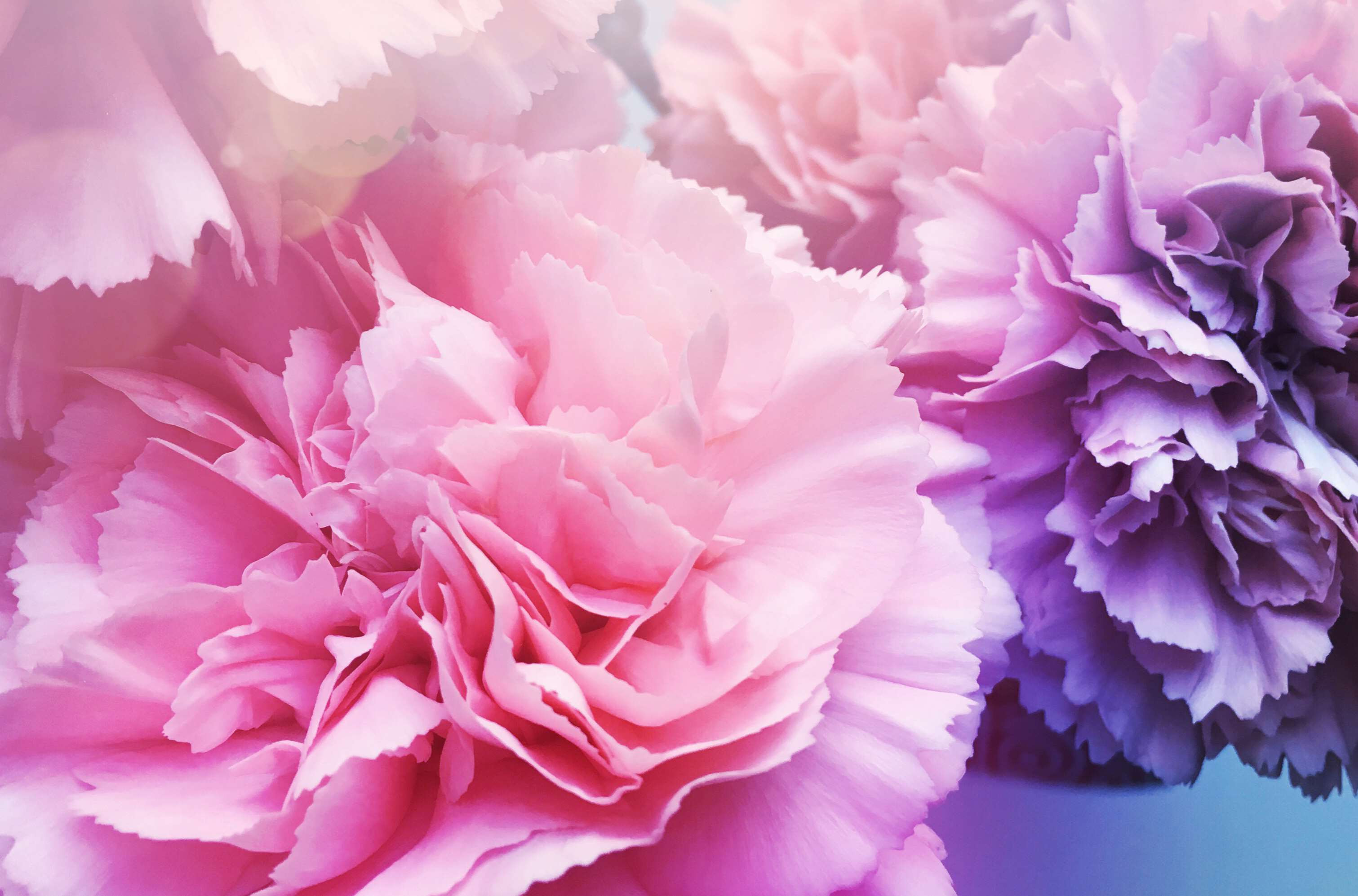 Carnation Free Background Images St 10945 High Resolution - Carnation Background , HD Wallpaper & Backgrounds