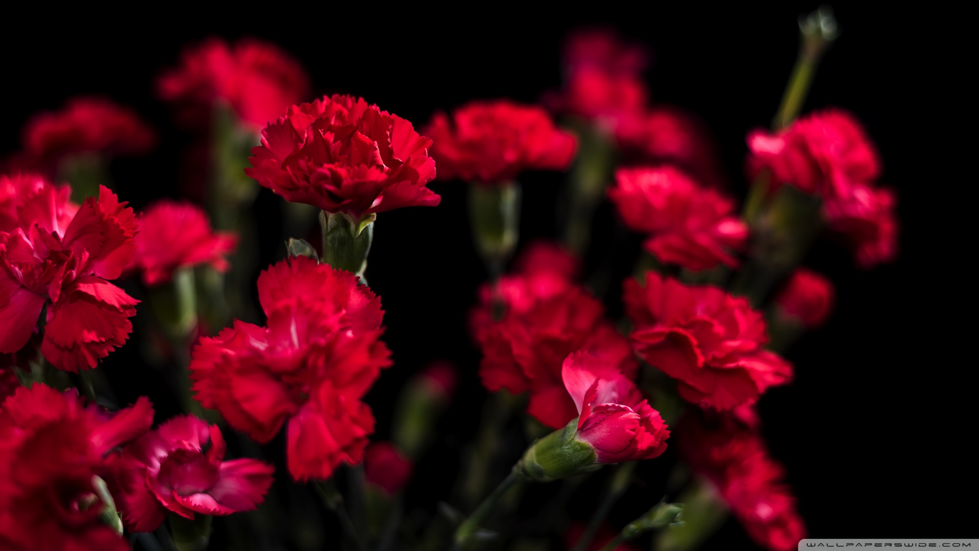 Carnation Wallpaper - Carnation Wallpaper Hd , HD Wallpaper & Backgrounds