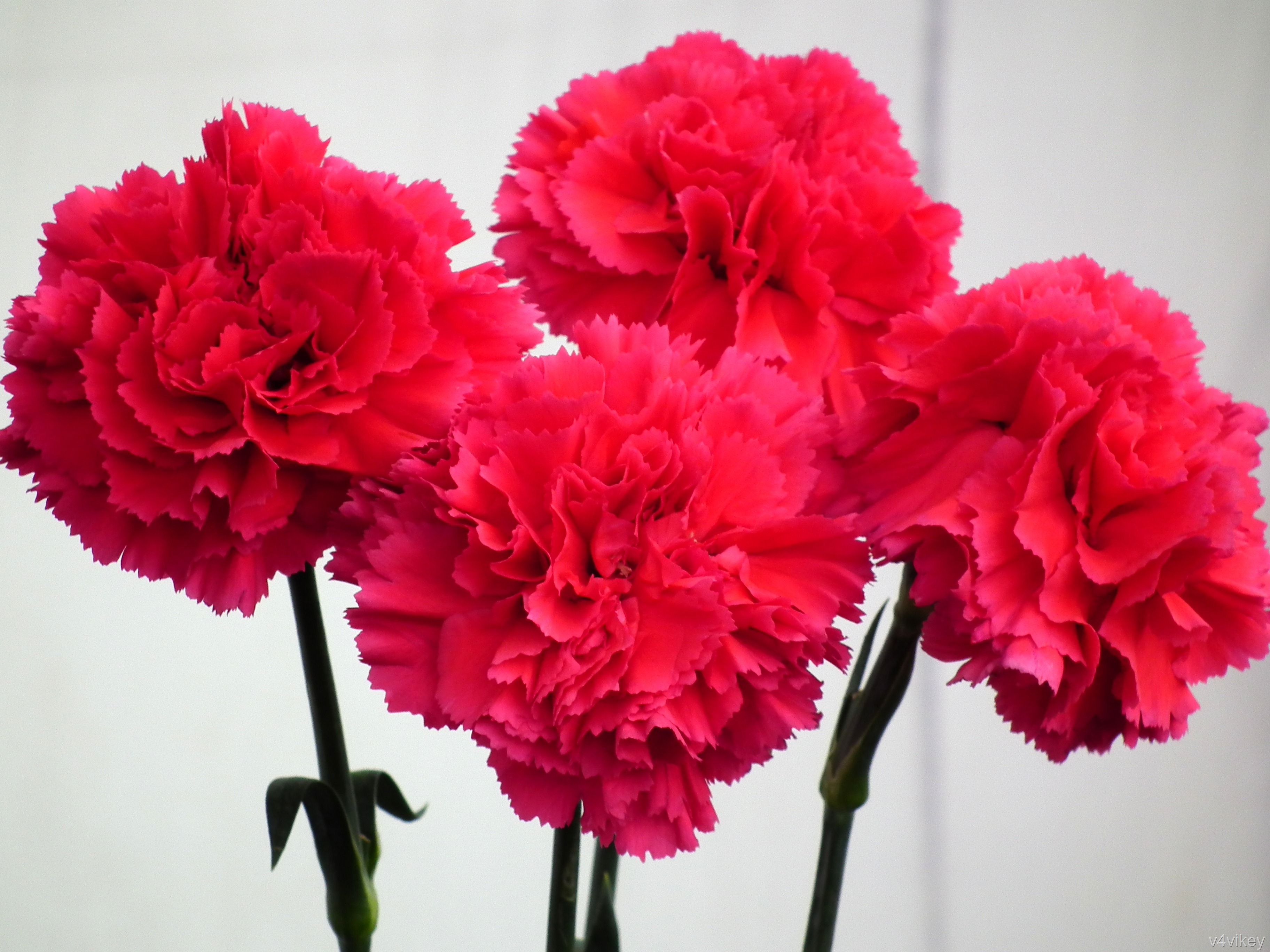 Red Carnation Flower Wallpaper - Red Carnation Flower , HD Wallpaper & Backgrounds