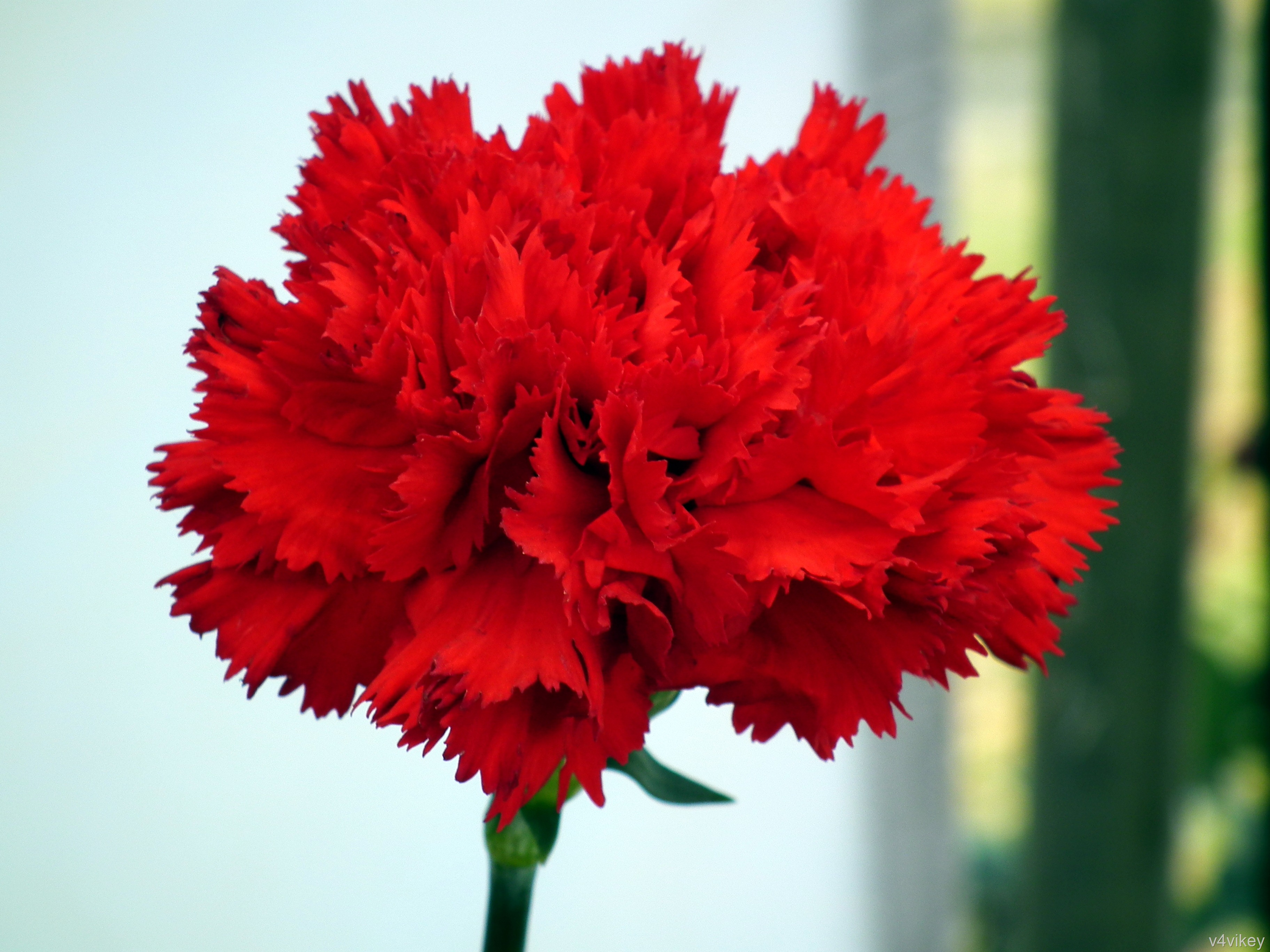 Red Carnation Flower Hd Wallpaper - Red Carnation Flowers Bouquet , HD Wallpaper & Backgrounds