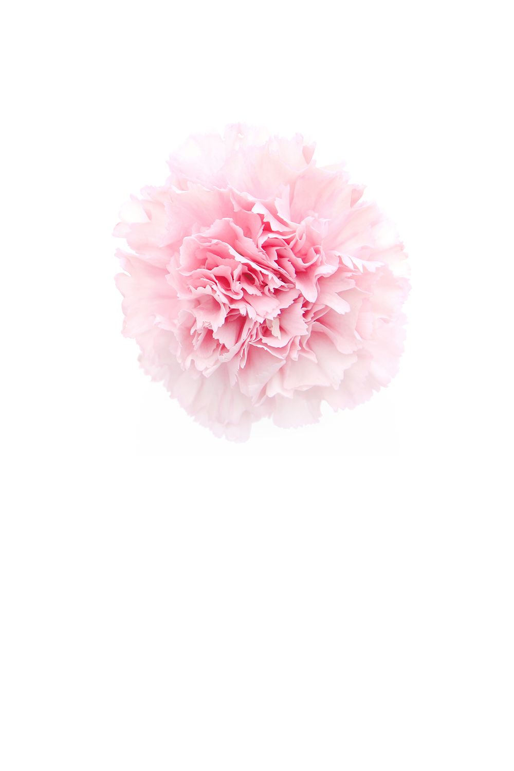 Pink Carnation - Pink Carnation Iphone Background , HD Wallpaper & Backgrounds