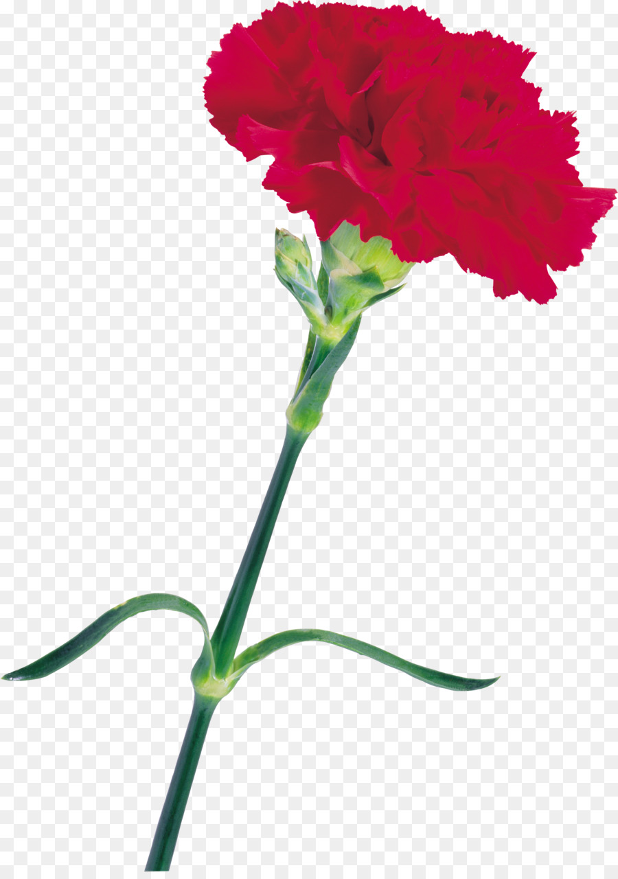 Carnation, Flower, Desktop Wallpaper, Plant, Flora - 紅色 康乃馨 , HD Wallpaper & Backgrounds