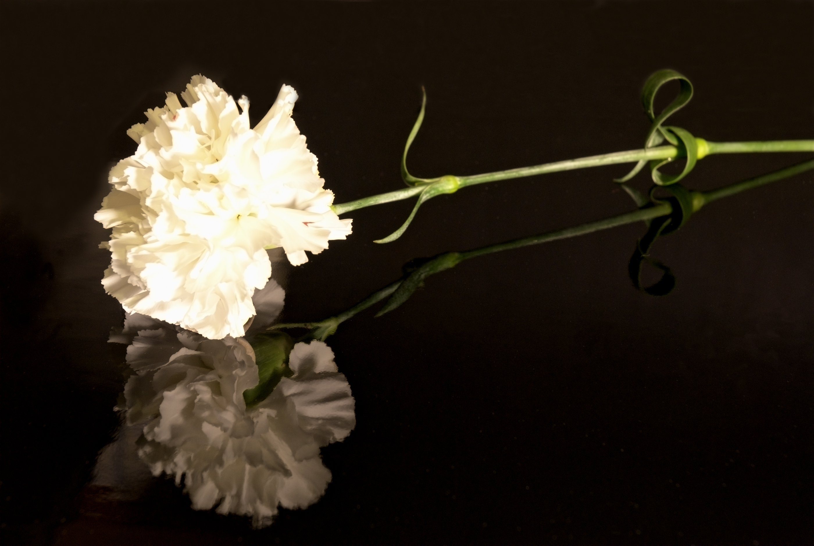 White Carnation Free Wallpaper - White Carnation Hd Background , HD Wallpaper & Backgrounds
