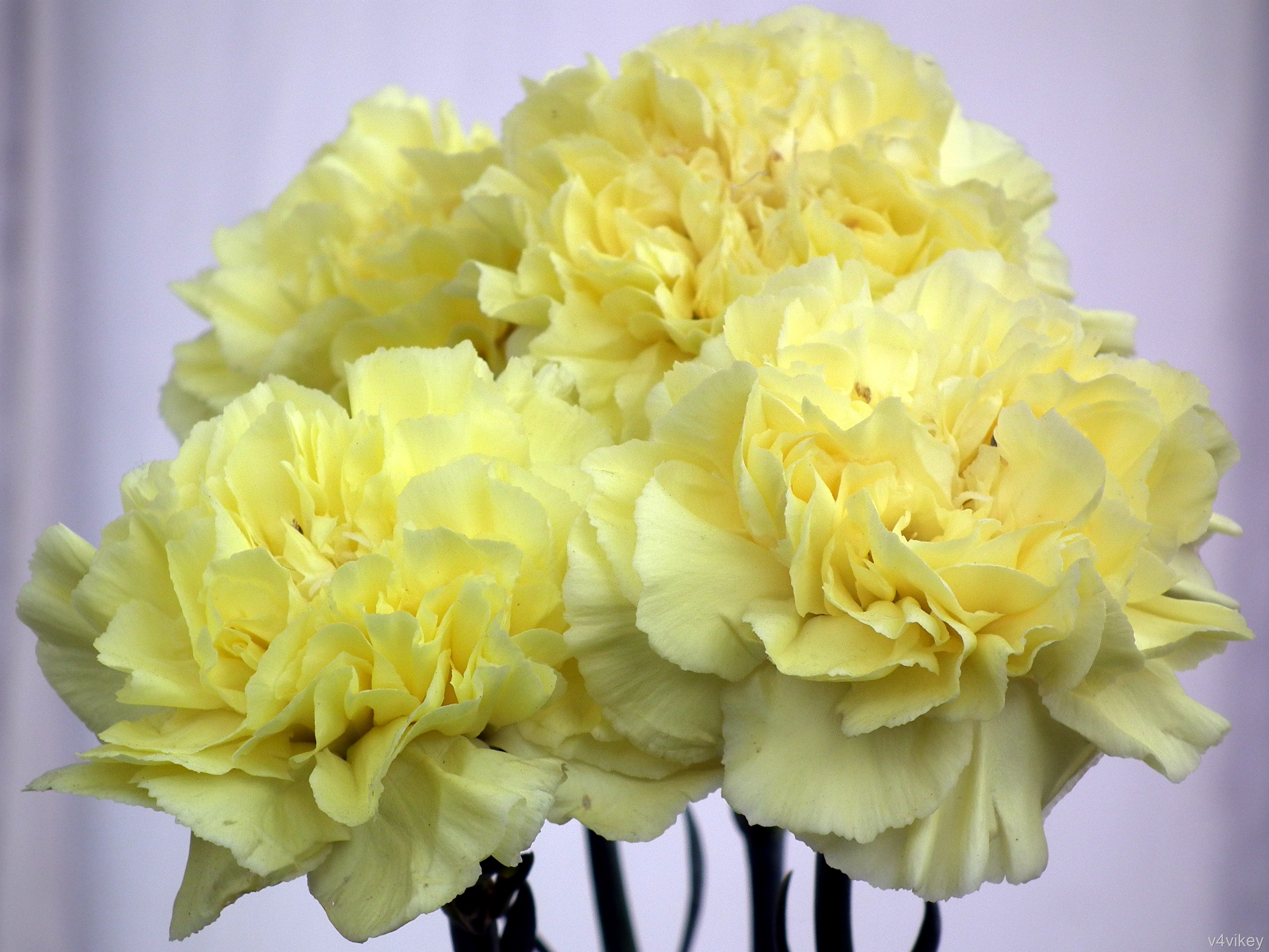 Lime Color Carnation Flowers Wallpaper - Flower Lemon Color , HD Wallpaper & Backgrounds