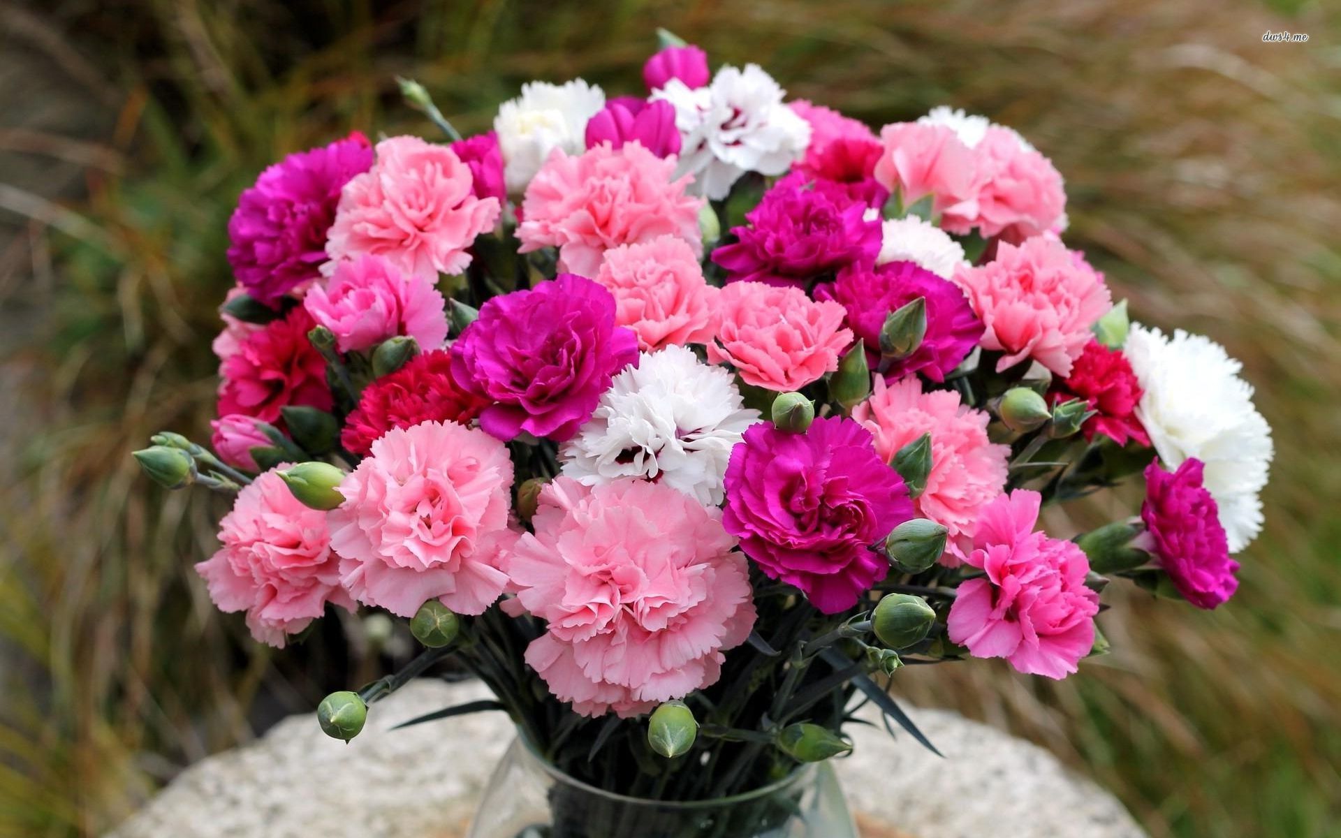 Carnations Wallpaper - Karafilat Me Te Bukur , HD Wallpaper & Backgrounds