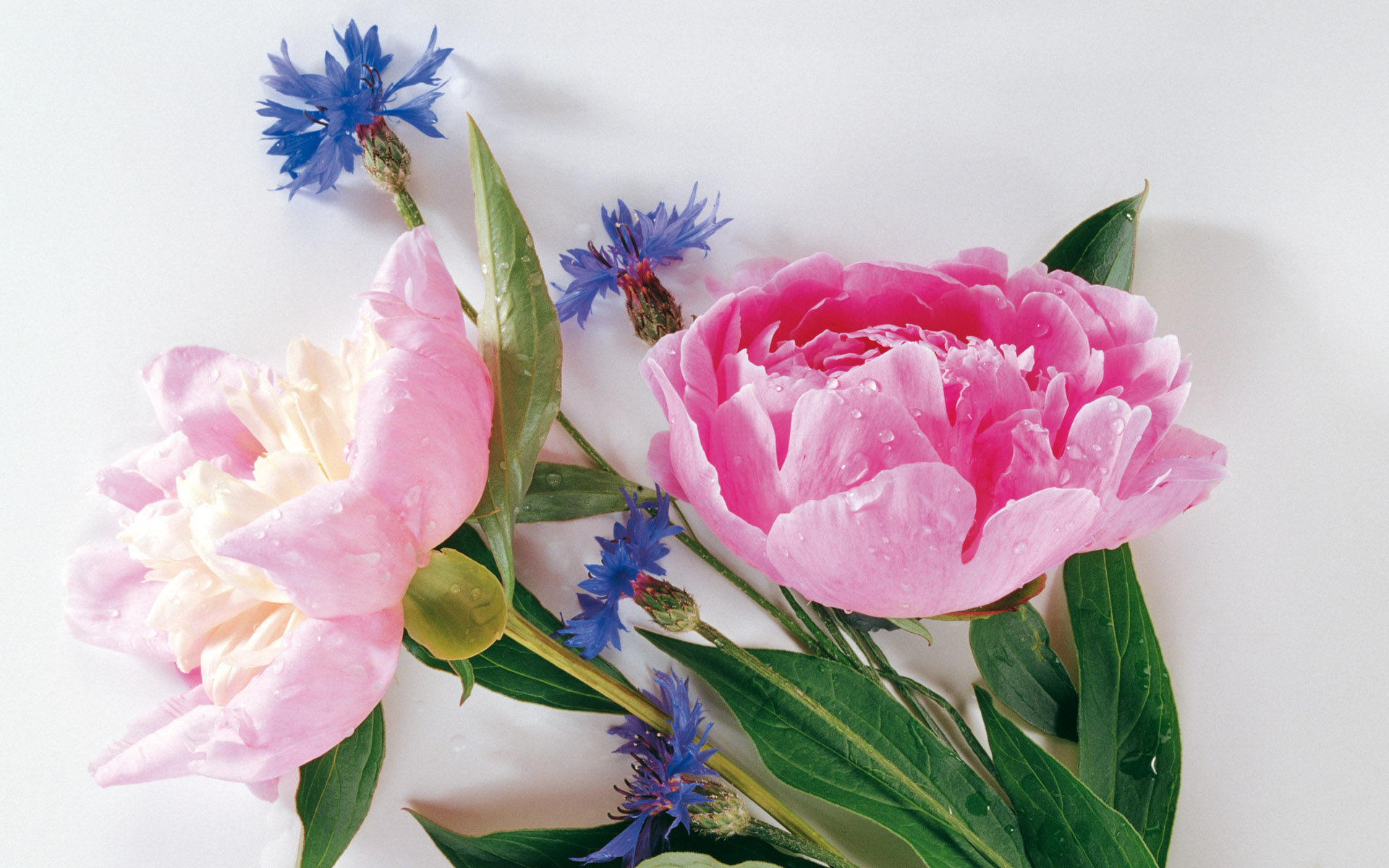 Fresh Pink Carnation - Imieniny Kartka , HD Wallpaper & Backgrounds