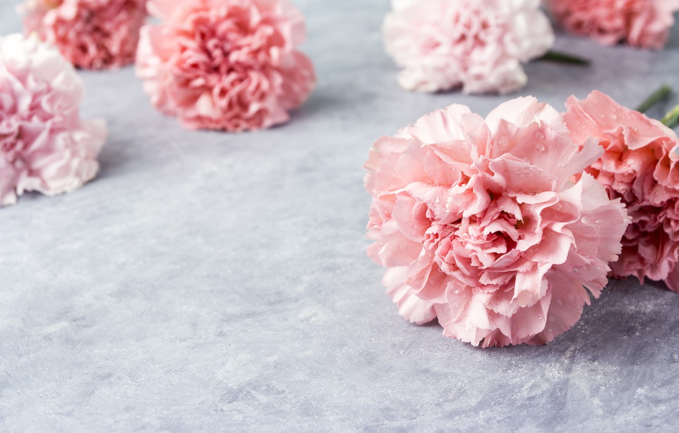 Photo Wallpaper Flowers, Petals, Pink, Pink, Flowers, - Carnation , HD Wallpaper & Backgrounds