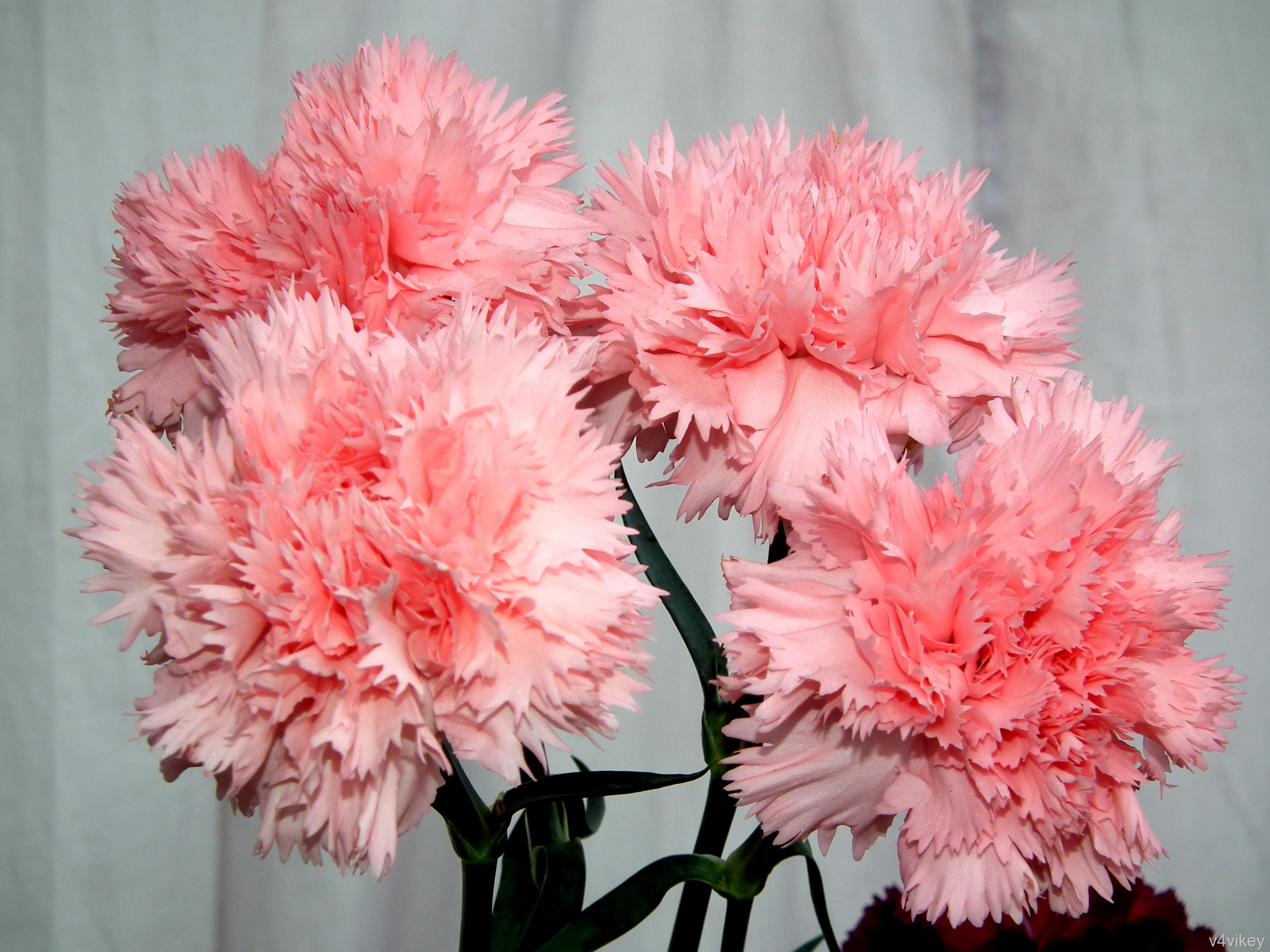 Pink Carnation Wallpaper - Wallpaper , HD Wallpaper & Backgrounds