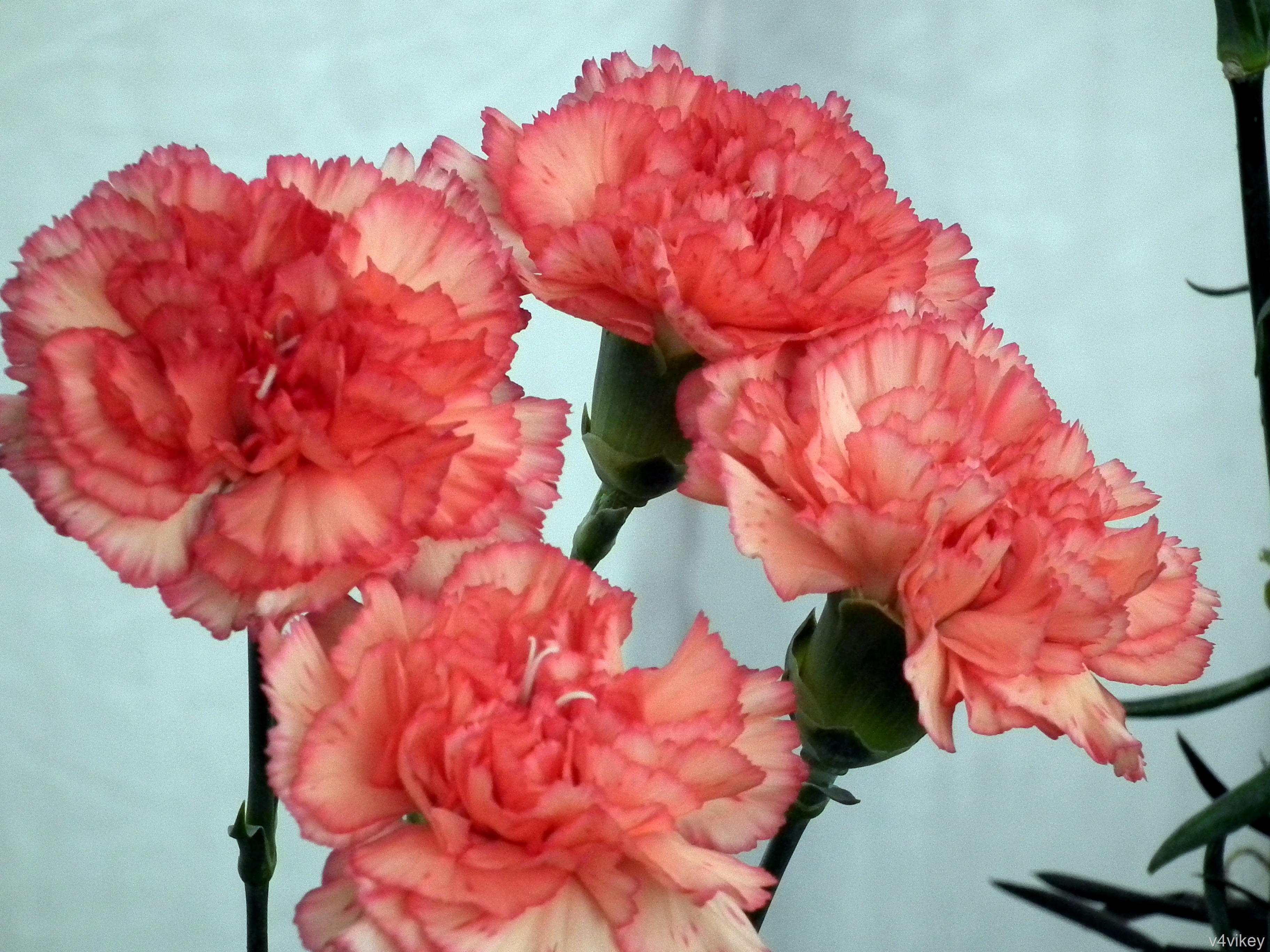 Apricot Color Carnation Flowers - Peach Colored Carnations , HD Wallpaper & Backgrounds