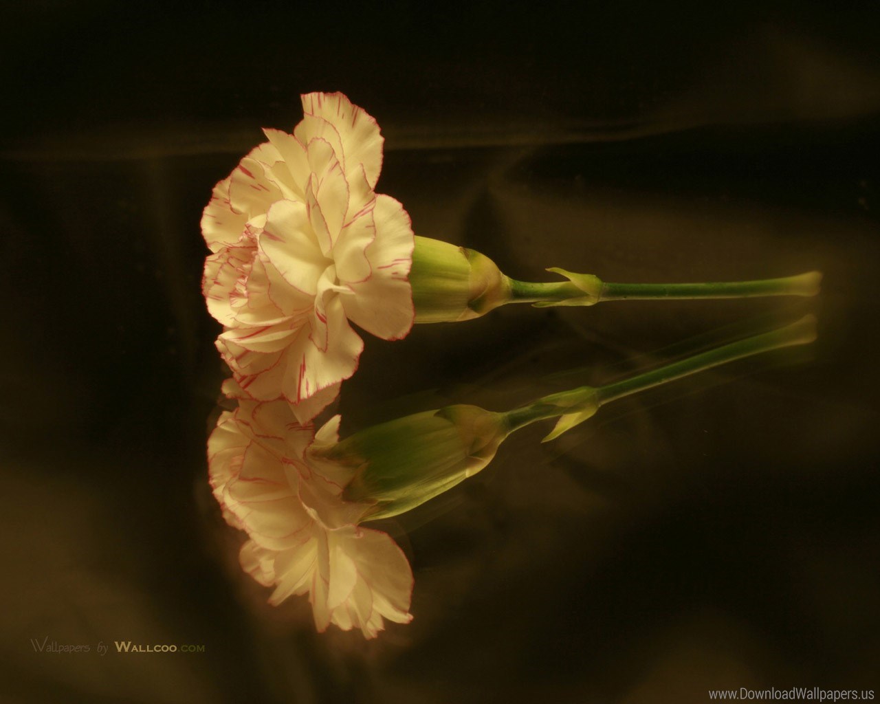 Carnation Flower , HD Wallpaper & Backgrounds