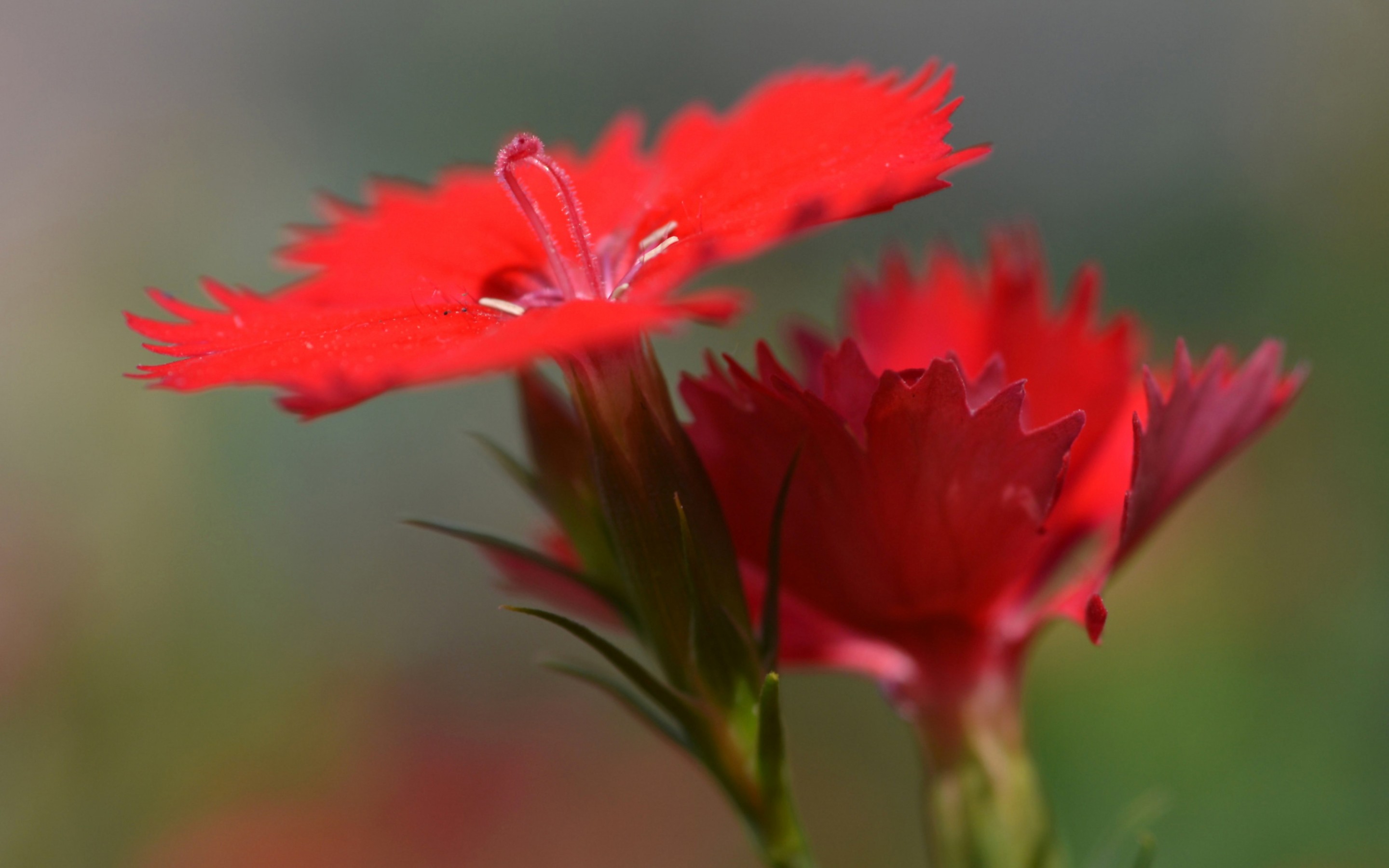 Download Original - ดอกไม้ ป่า สี แดง , HD Wallpaper & Backgrounds