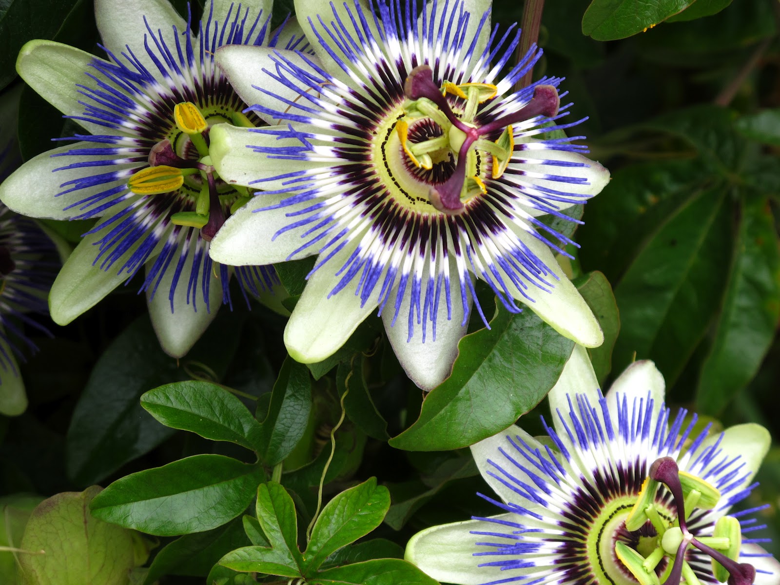 Passion Flower Wallpaper - Passion Flower , HD Wallpaper & Backgrounds