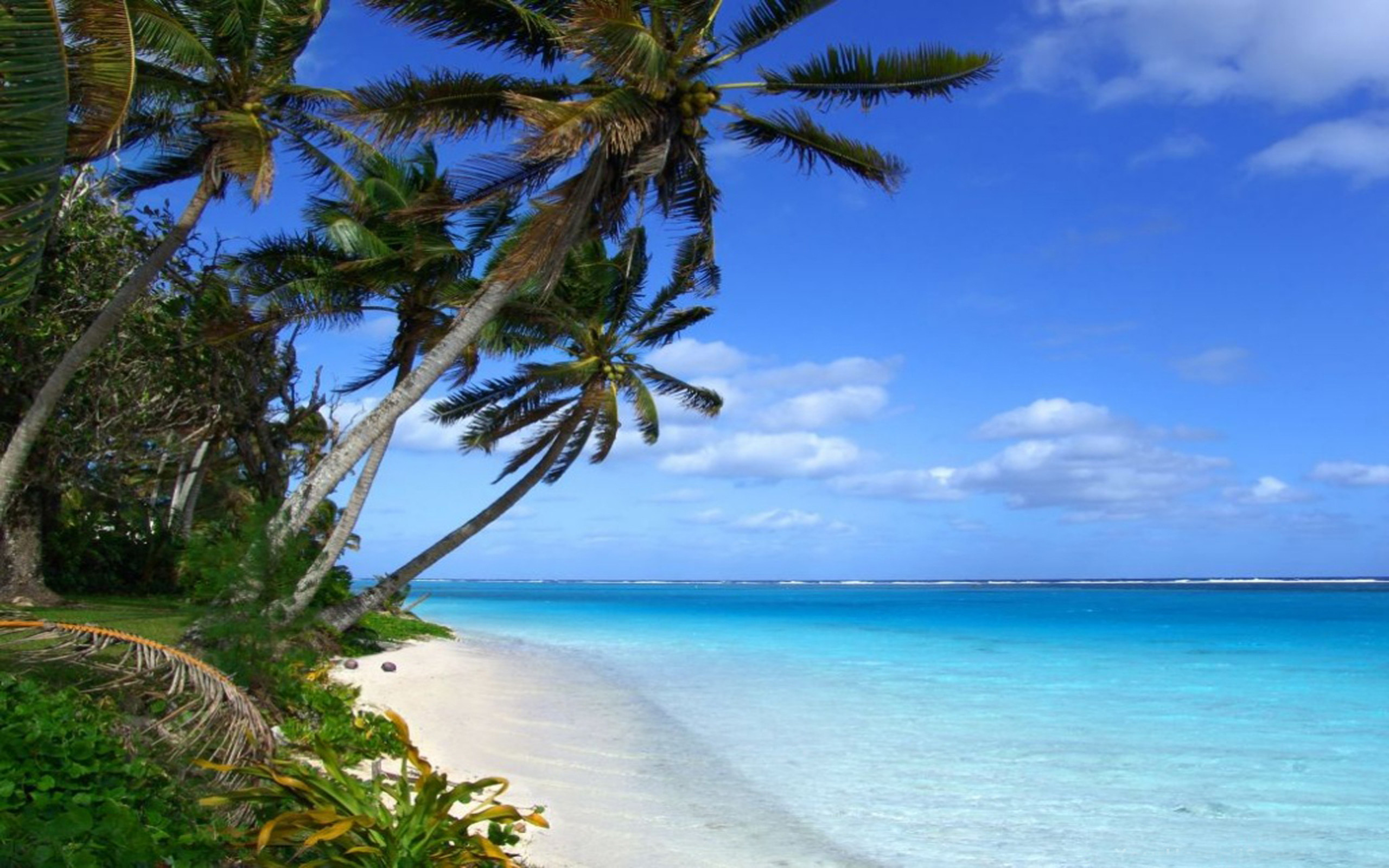 Blue Ocean Beach Waves Tropical Clark Little Wallpaper - Hawaii Beach Palm Trees , HD Wallpaper & Backgrounds