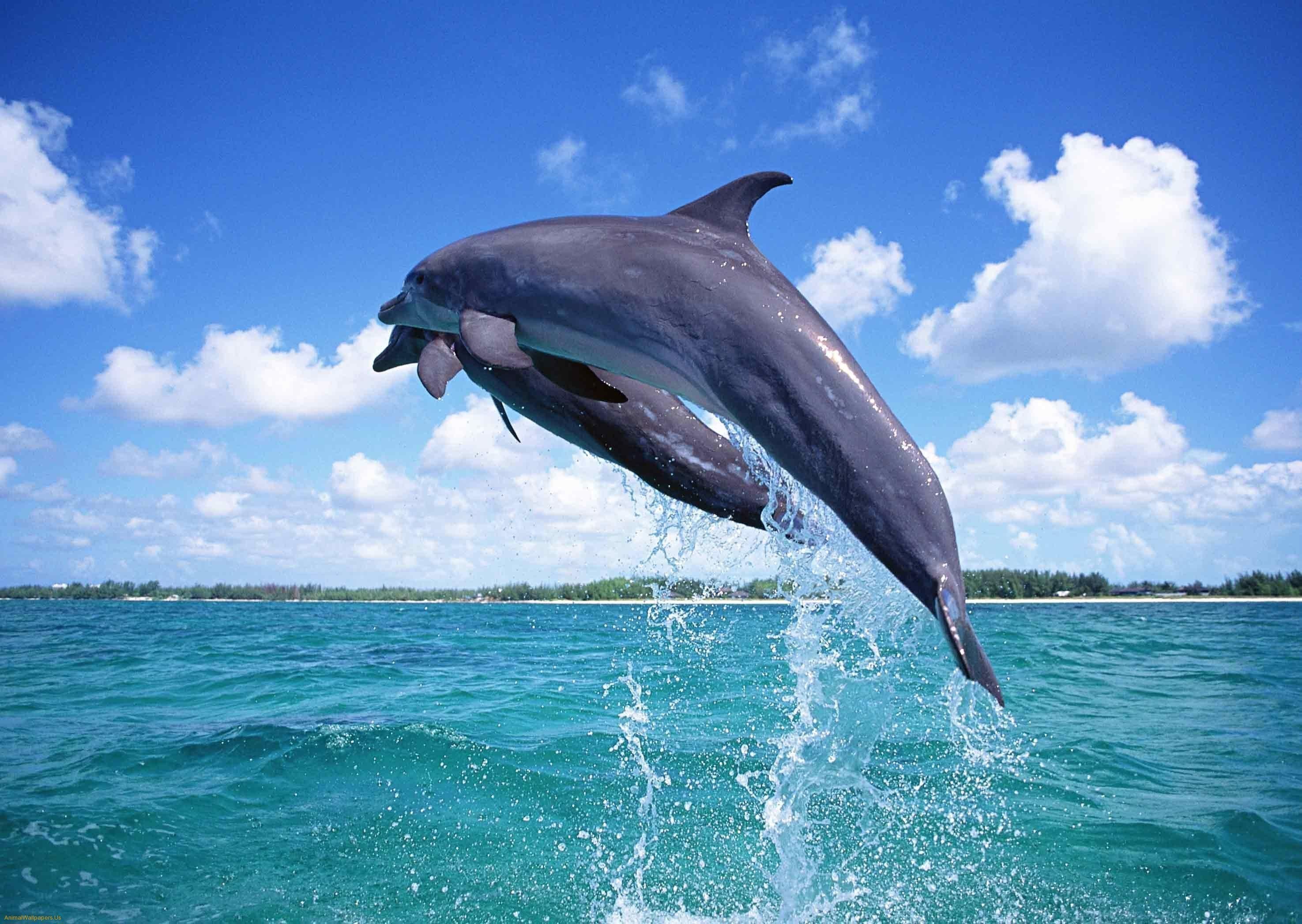 Dolphin Fish Image Download , HD Wallpaper & Backgrounds