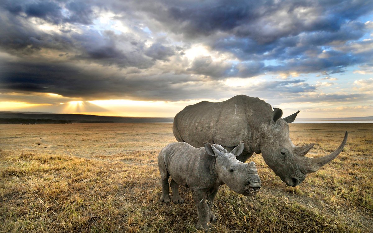 These Horns And Antlers Weren't Made For Your Wall - Baby Rhino , HD Wallpaper & Backgrounds