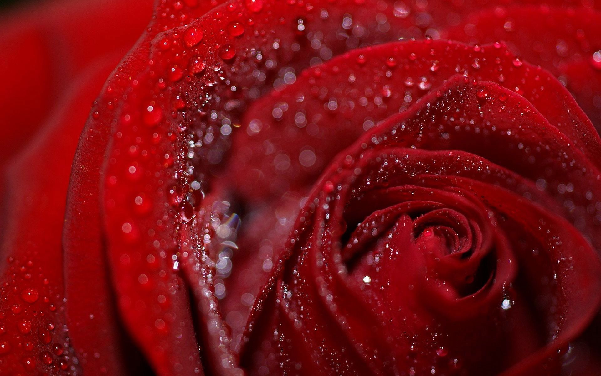 Valentine Flowers Wallpapers Free Images Of Valentine - Dew On Rose Petal , HD Wallpaper & Backgrounds