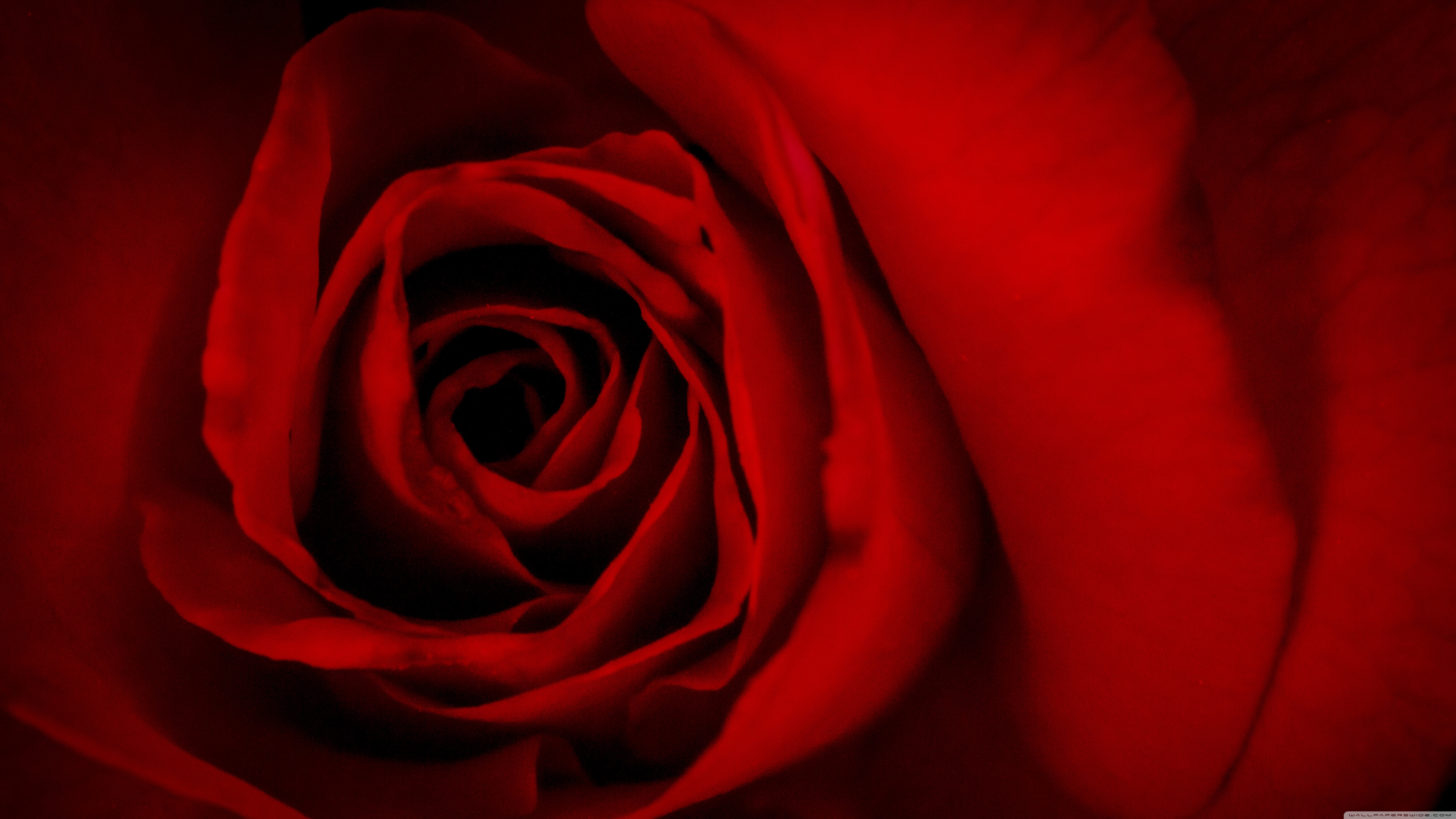 Standard - Red Rose Wallpaper For Valentines , HD Wallpaper & Backgrounds