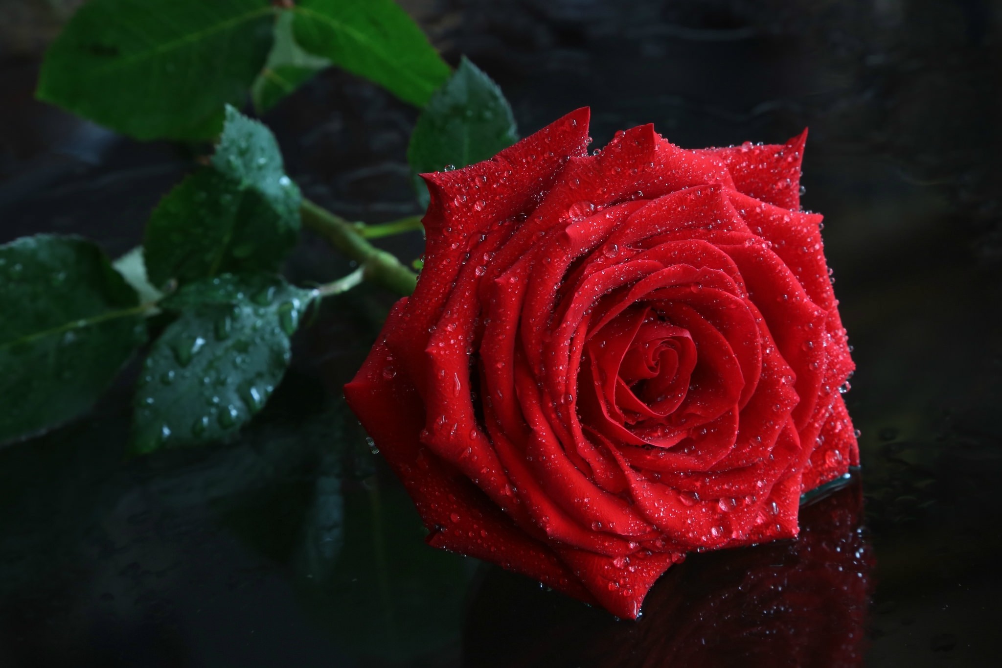 Black Tapet Gorgeous Rose Valentine Water Flower Red - Красивая Роза , HD Wallpaper & Backgrounds