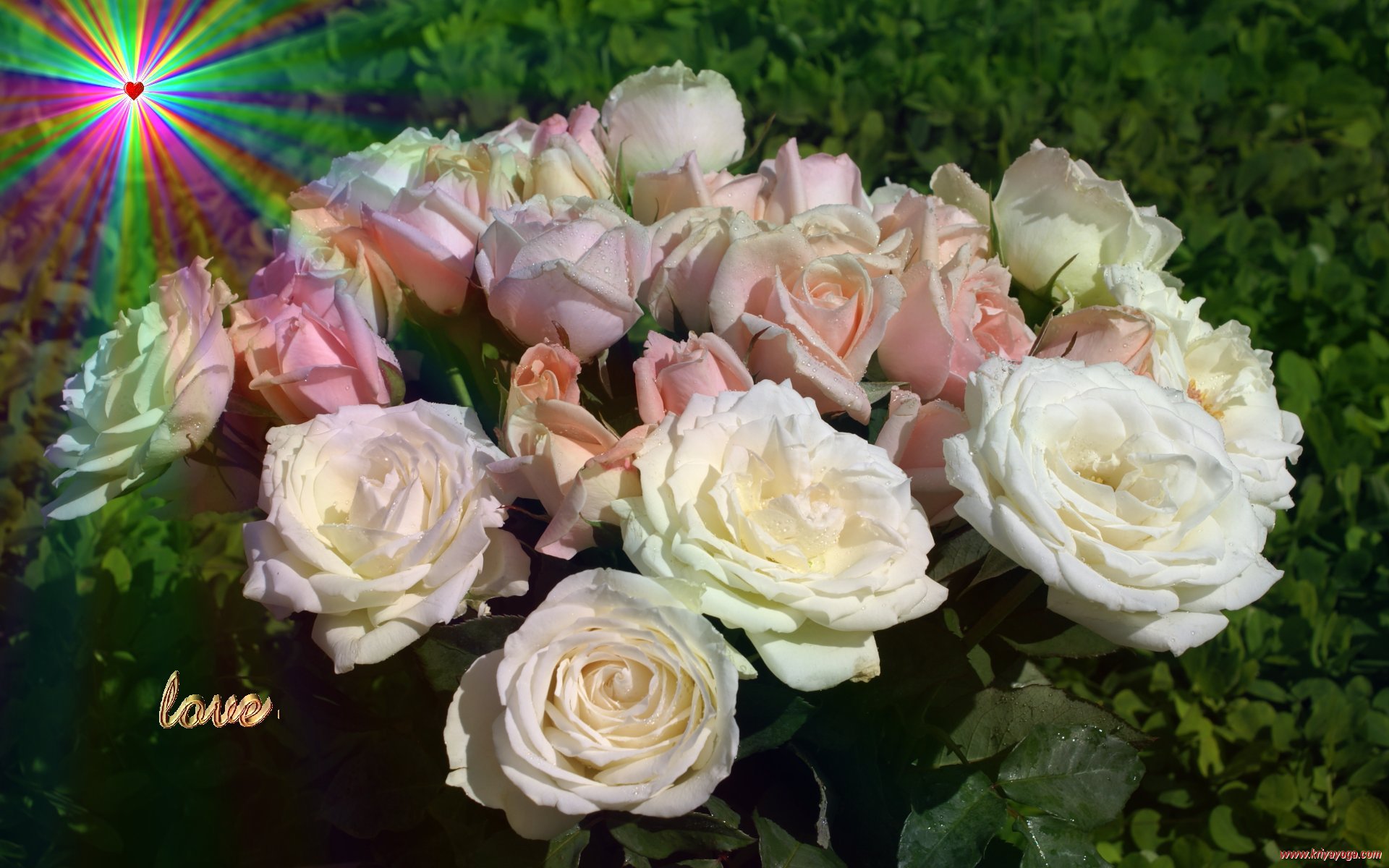 White Valentine Roses Wallpaper - Garden Roses , HD Wallpaper & Backgrounds
